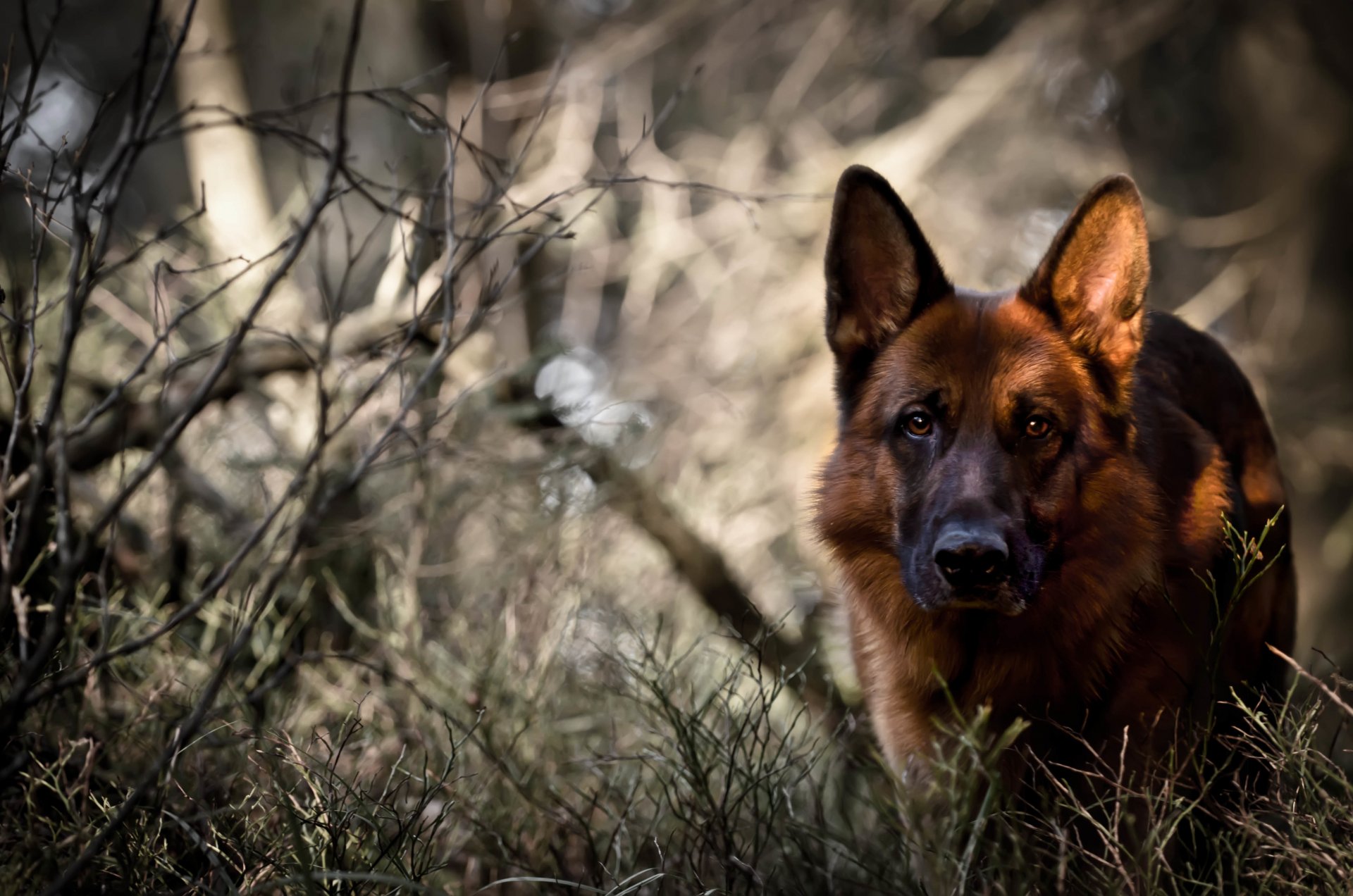 berger allemand chien vue forêt