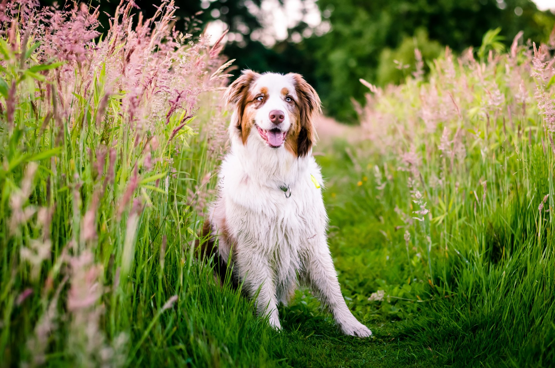 pastor australiano perro prado hierba naturaleza