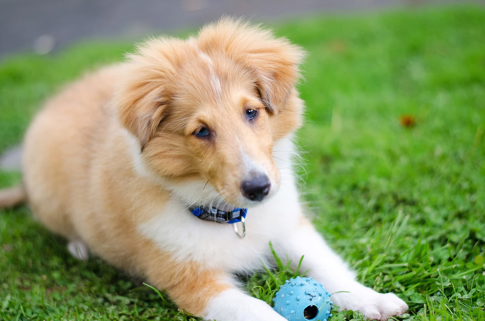 sheltie owczarek szetlandzki pies szczeniak trawa