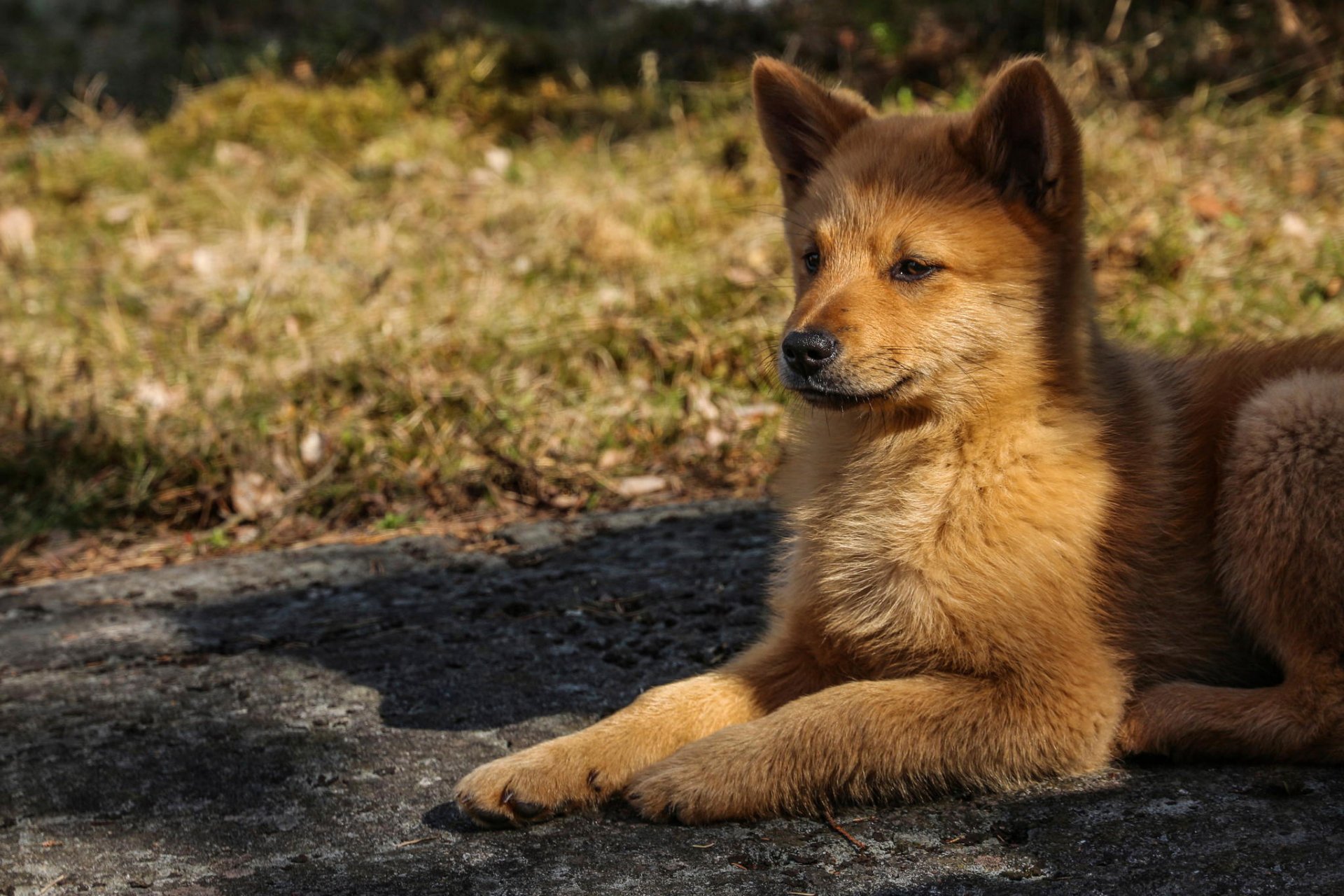 sguardo muso cane