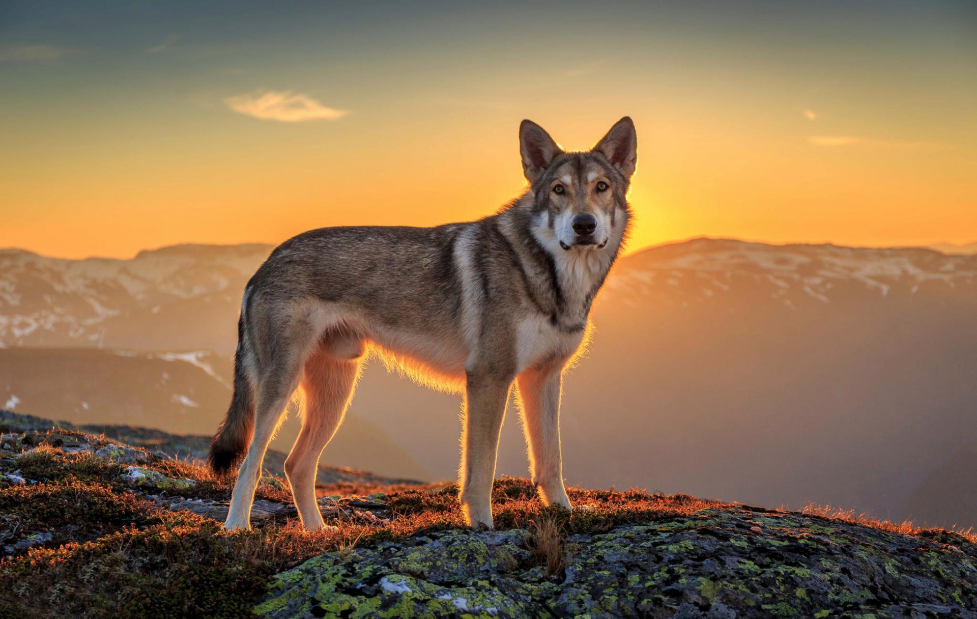 ami vue soleil paysage chien