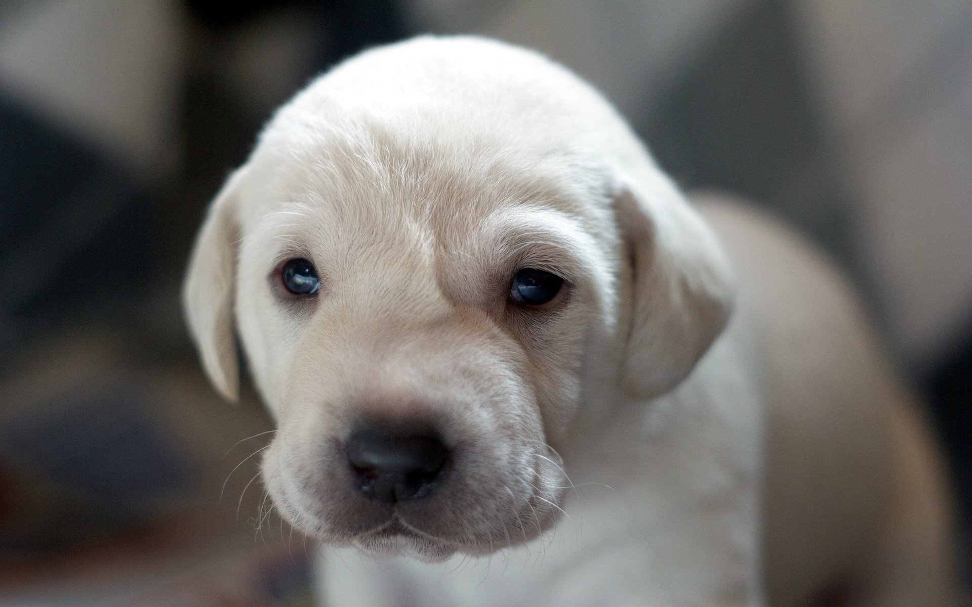 perro mirada amigo