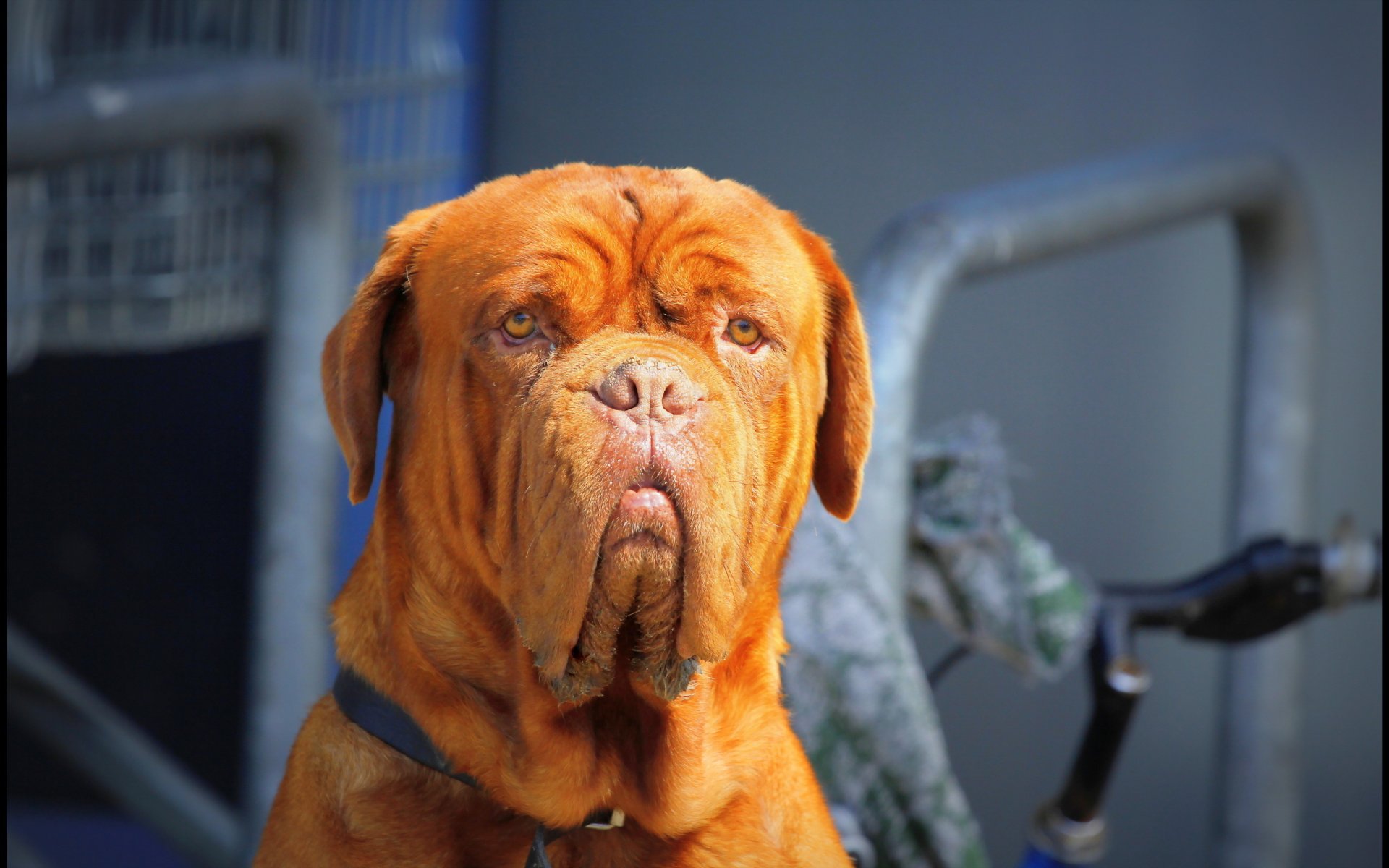 chien vue fond