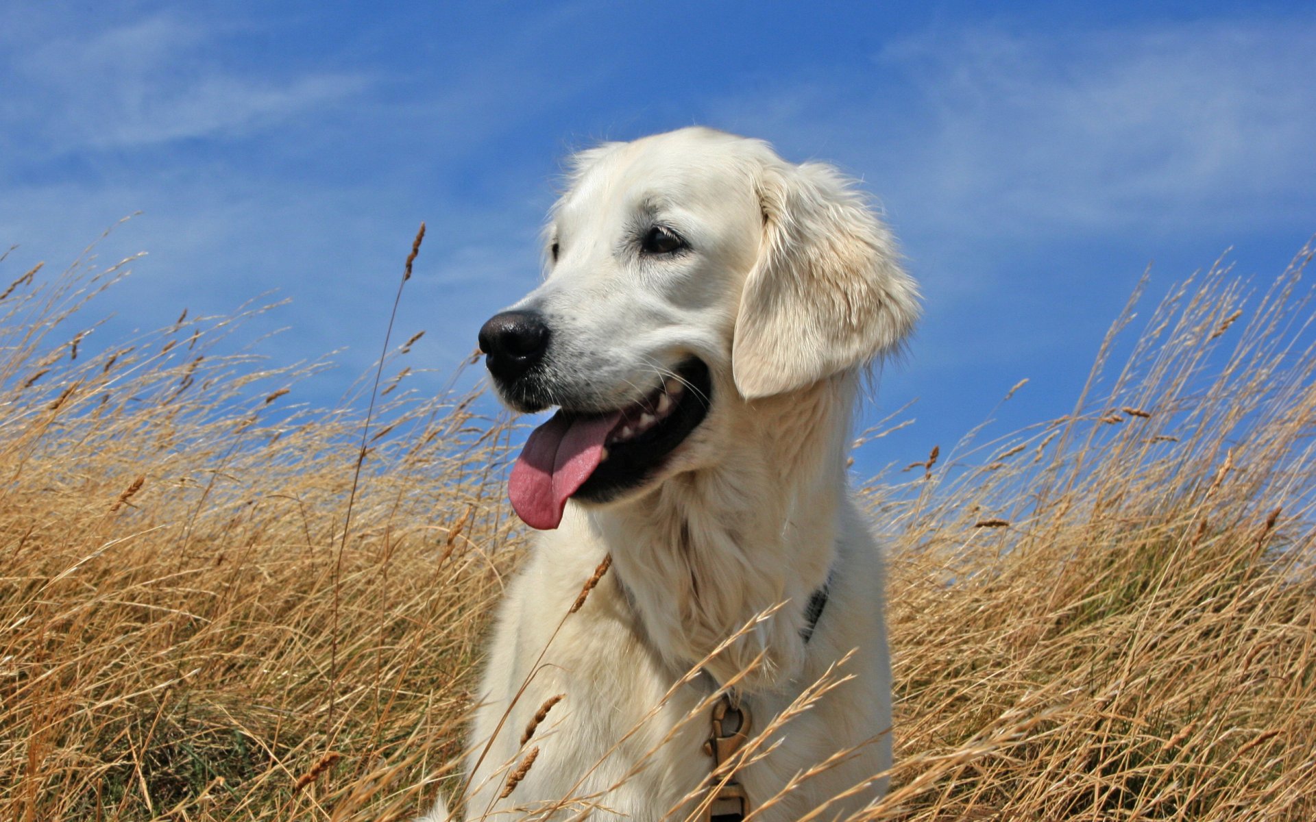 dog sky the field