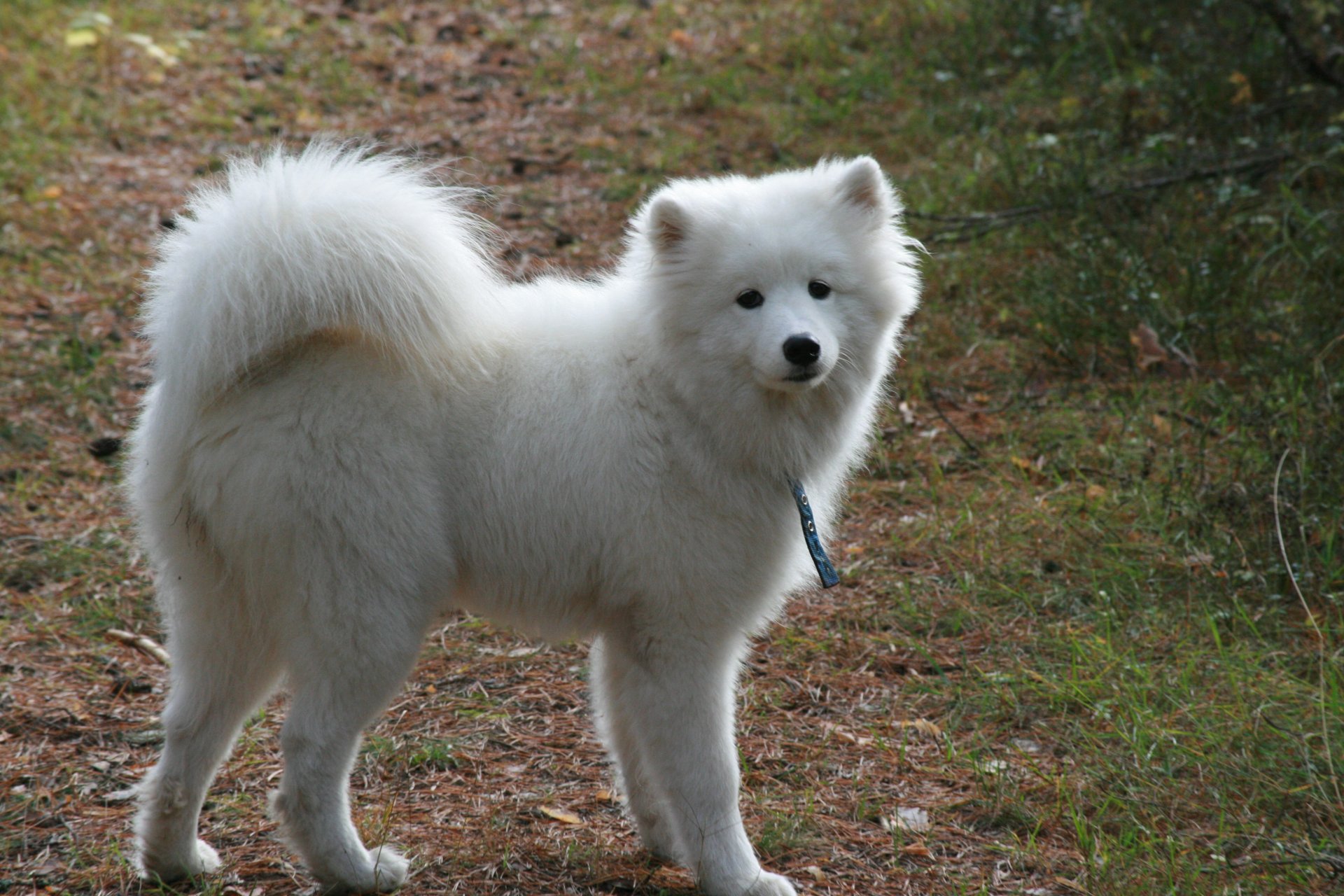 fond chiens chien samoyède blanc moelleux marche