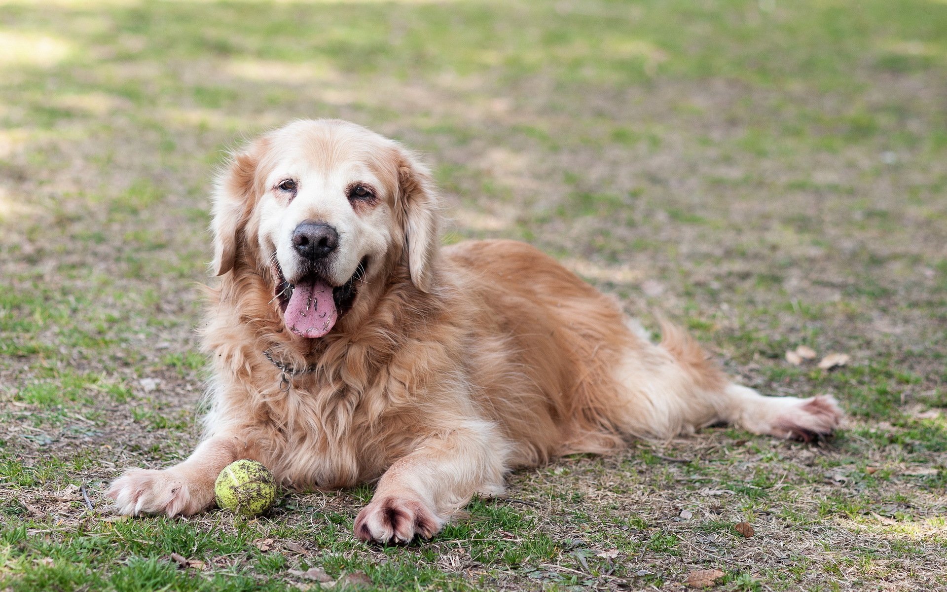 dog retriever other