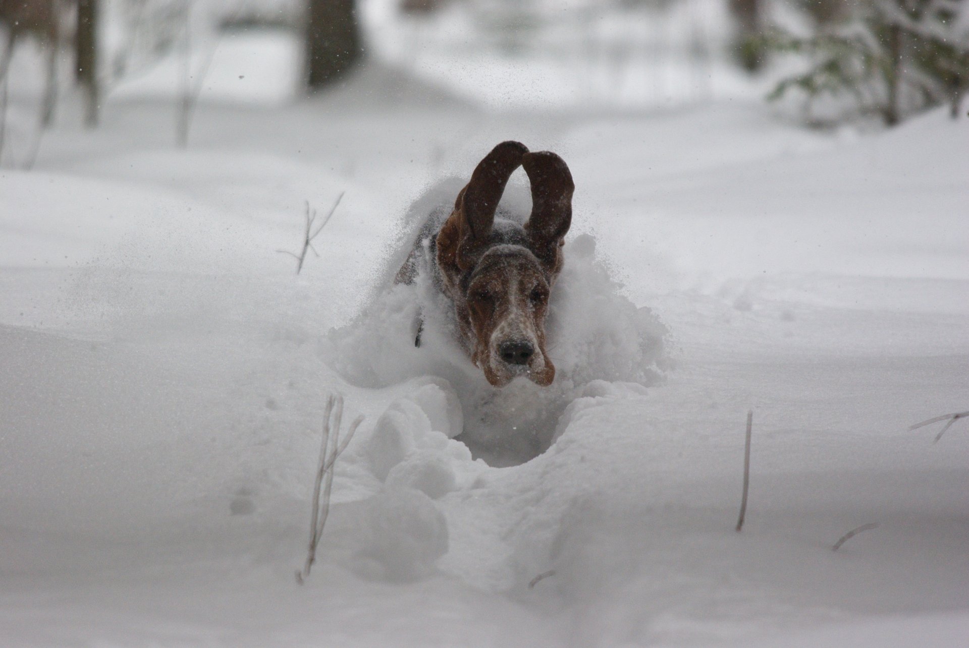 chien oreilles neige vitesse