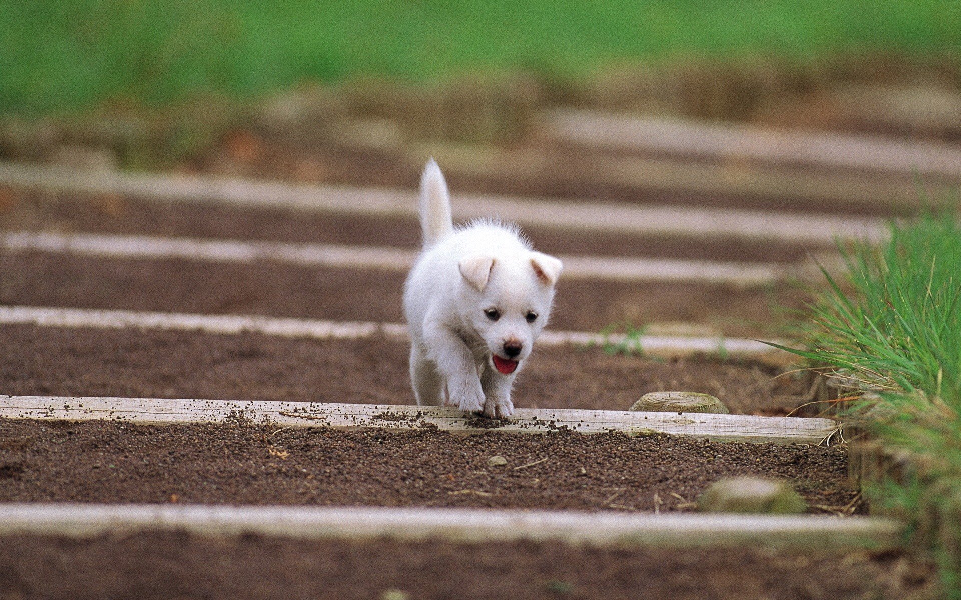 cachorro blanco orejas