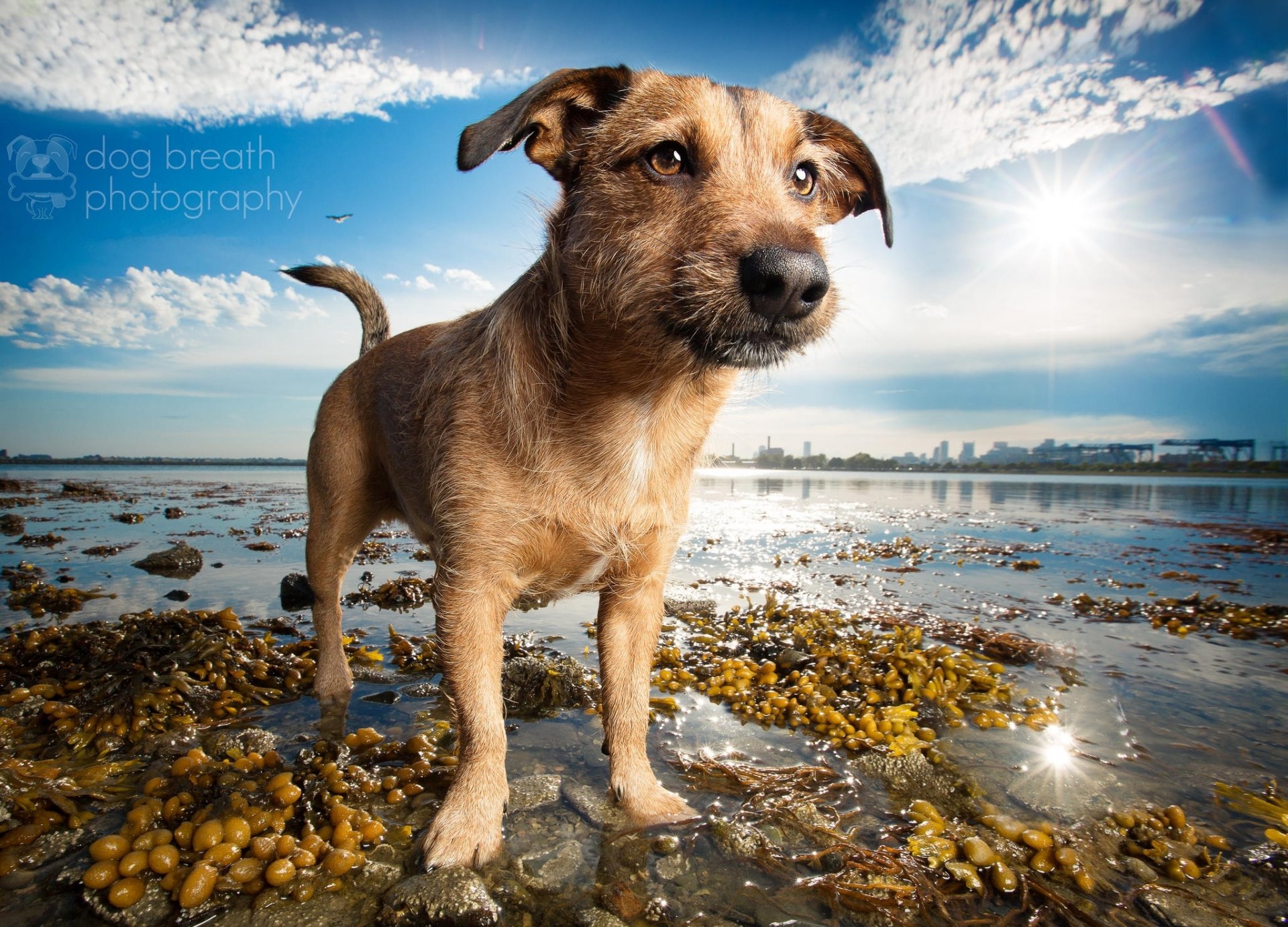 perro playa lago orilla amigo