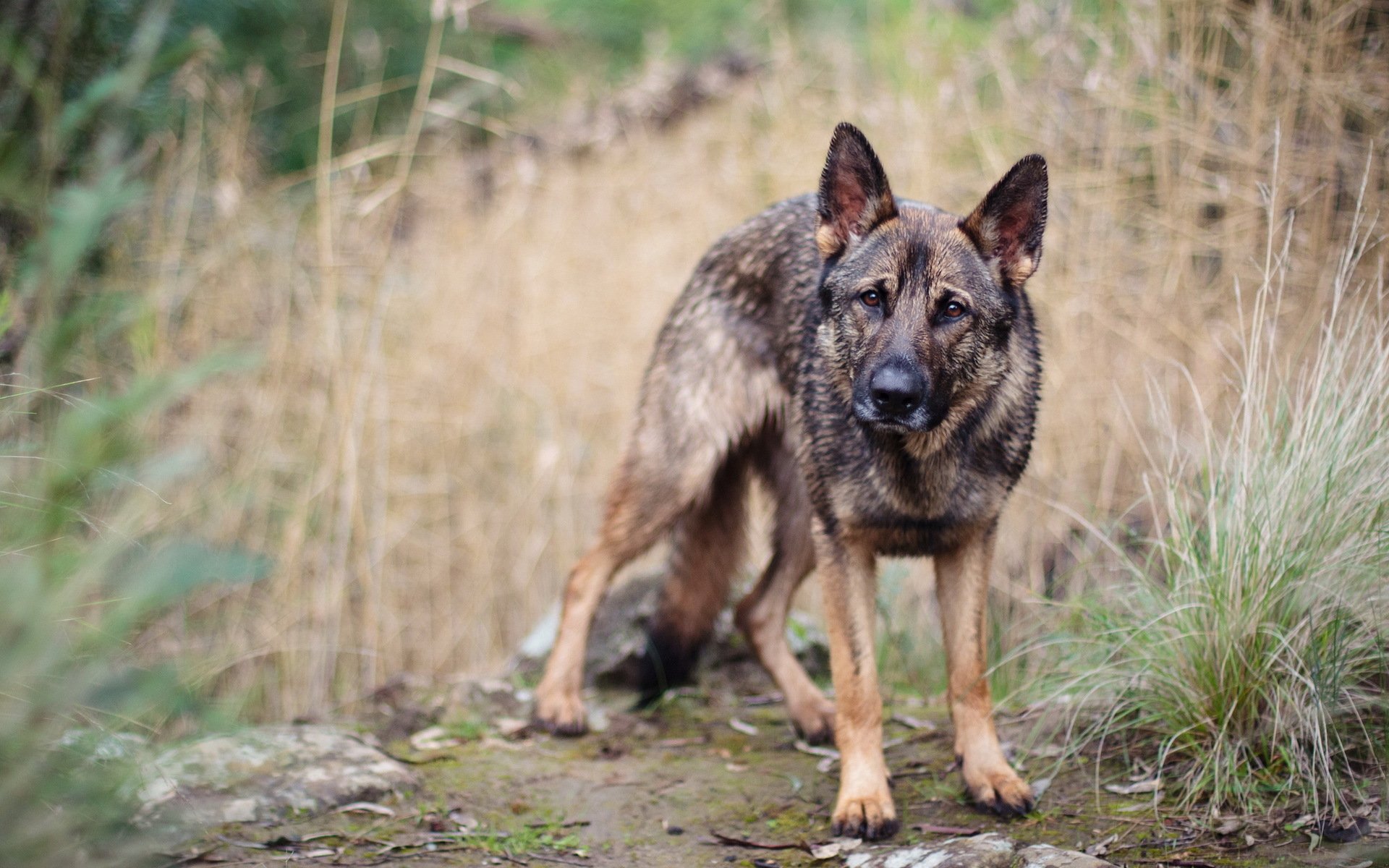 hund blick freund