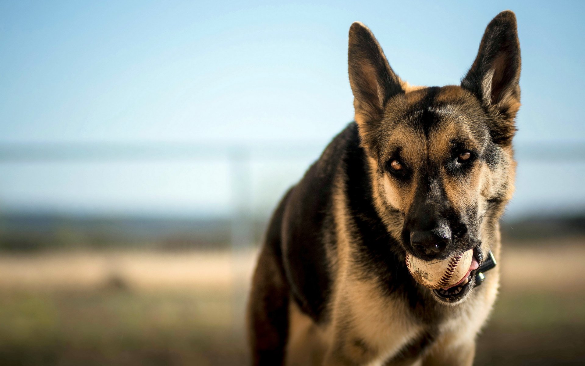 hund blick freund ball