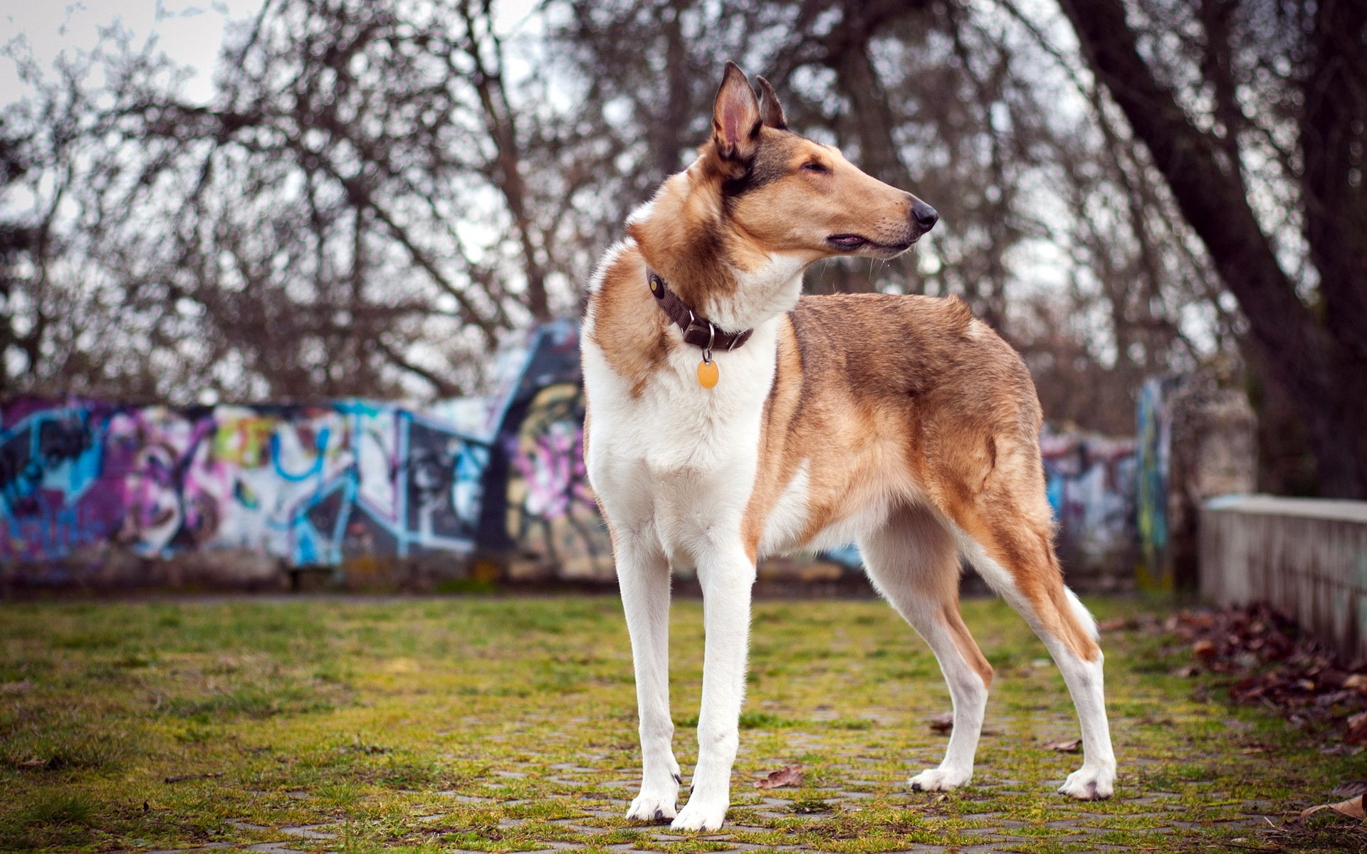 chien champ été