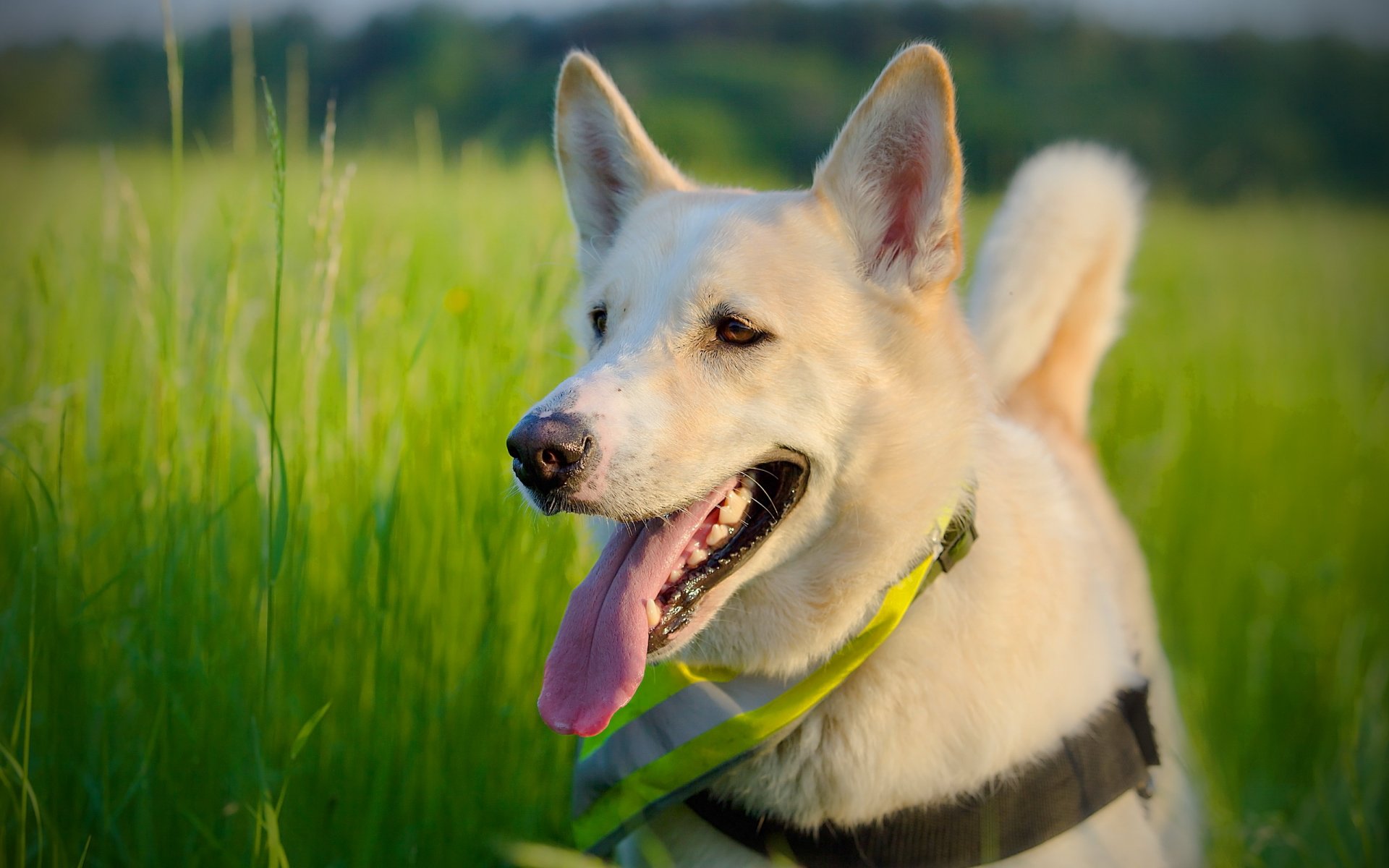 cane amico estate