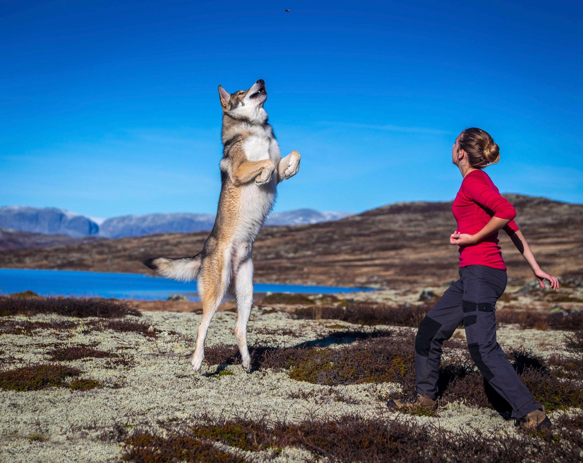 saut fille chien jeu saut