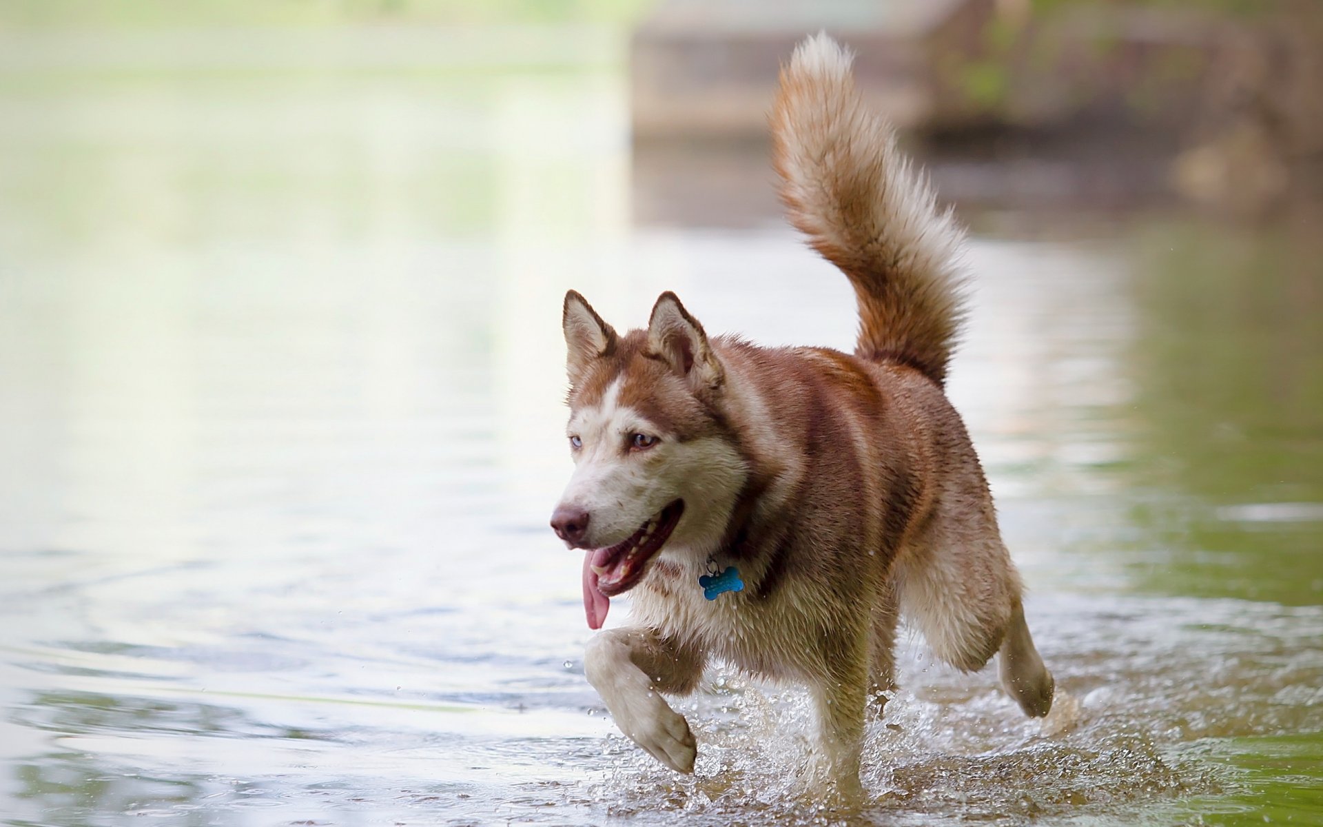 perro amigo río