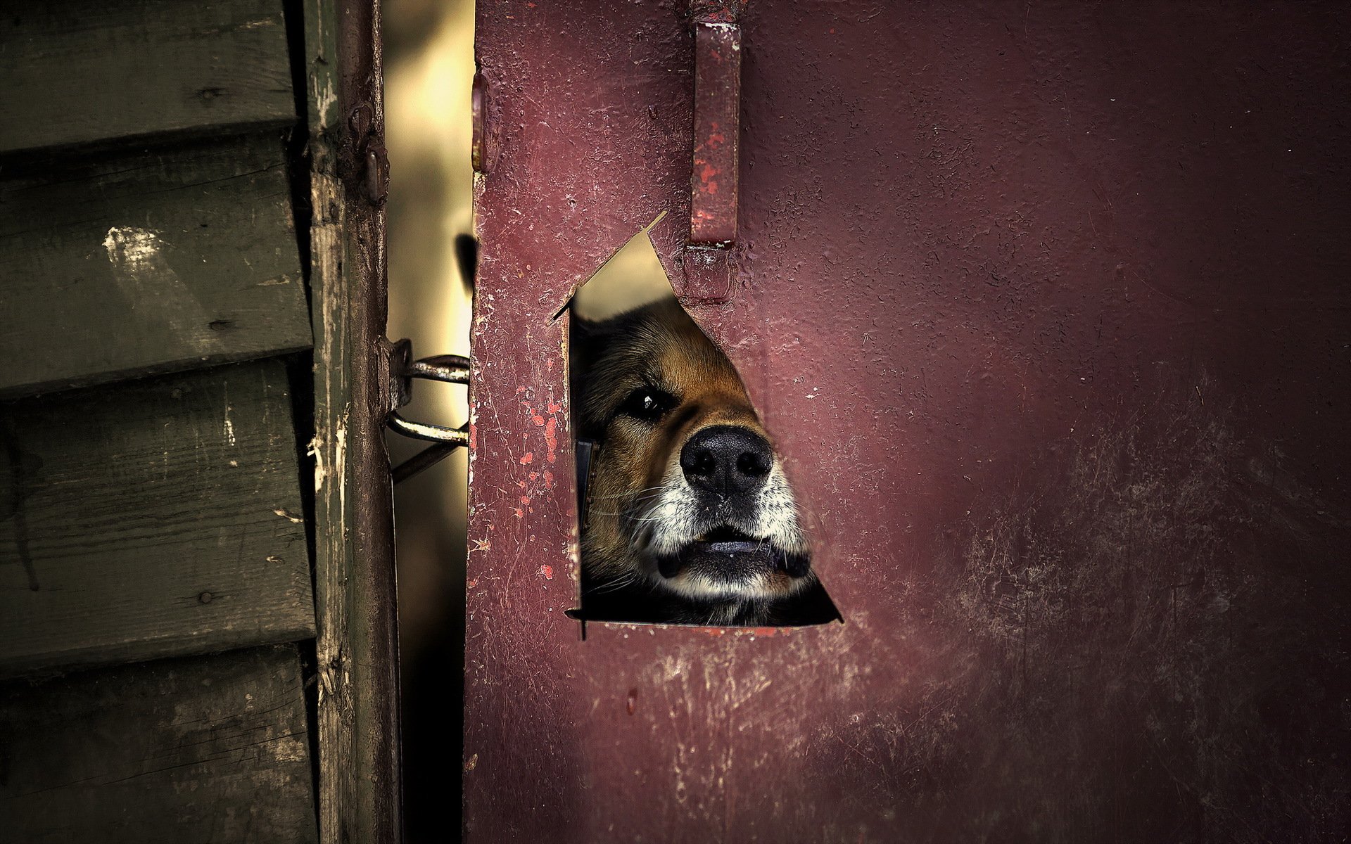 chien porte fond