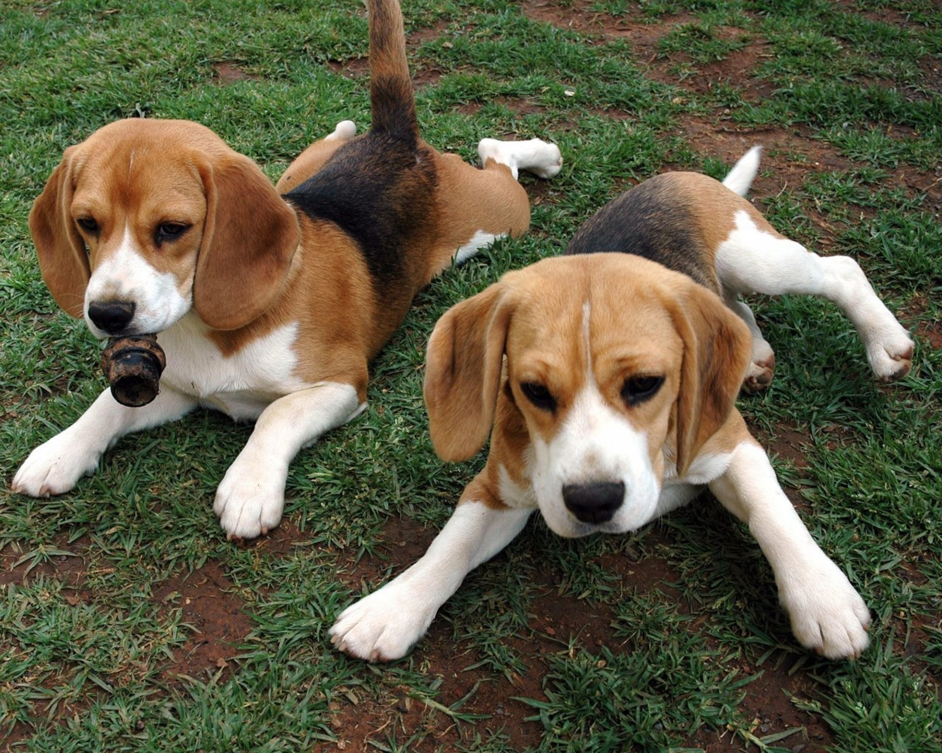 beagle chiots animaux