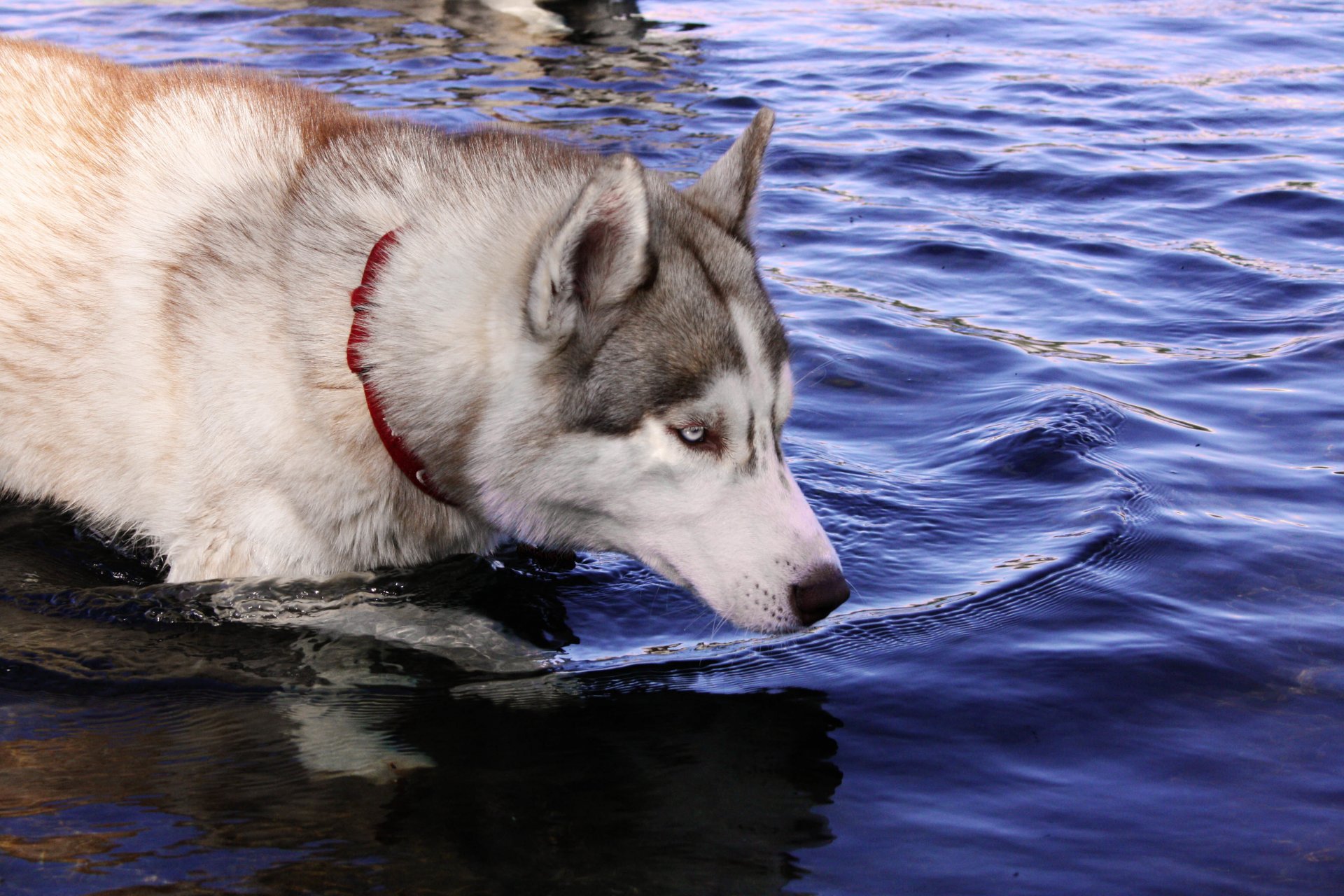 perros husky agua