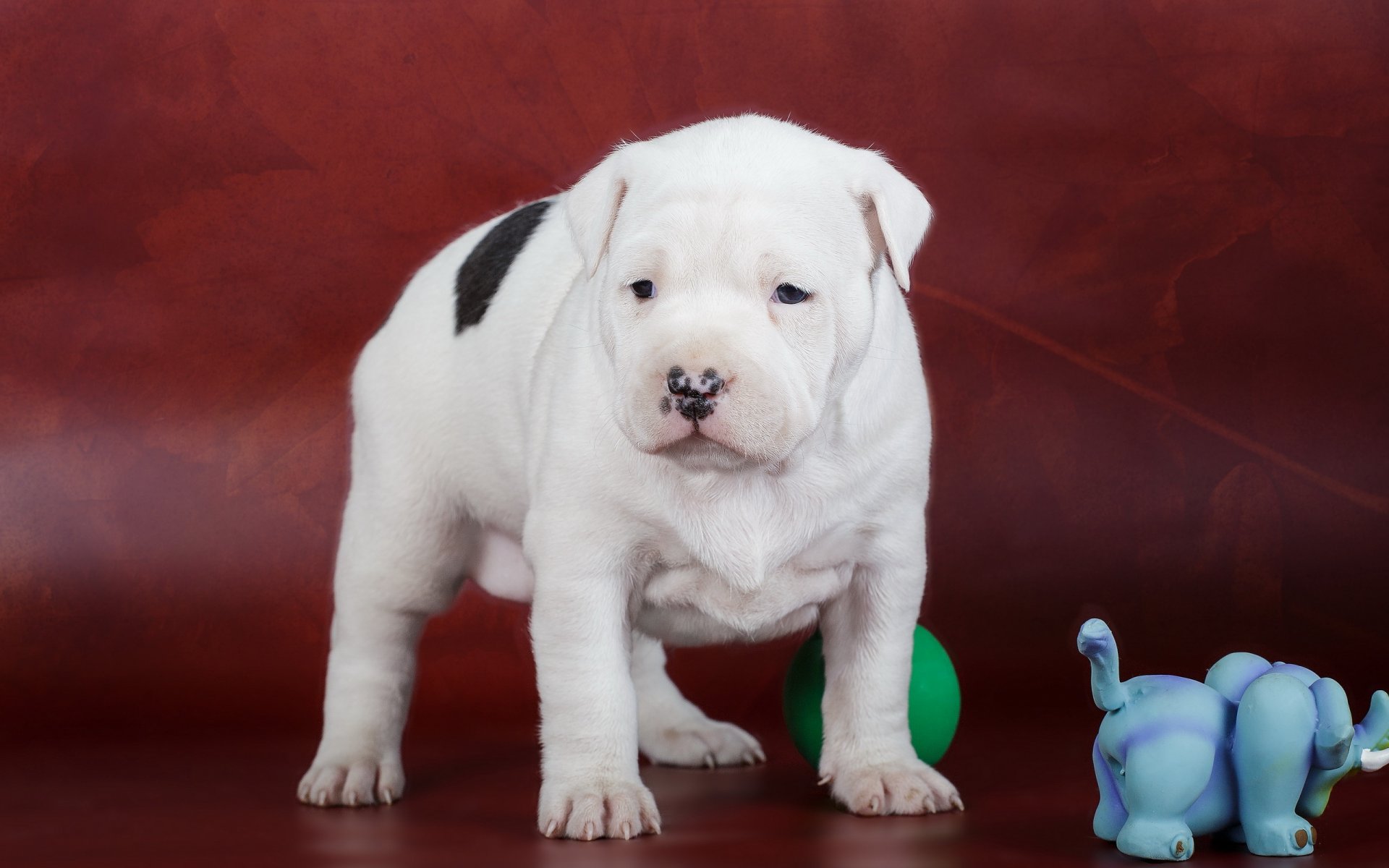 amstaff puppy dog