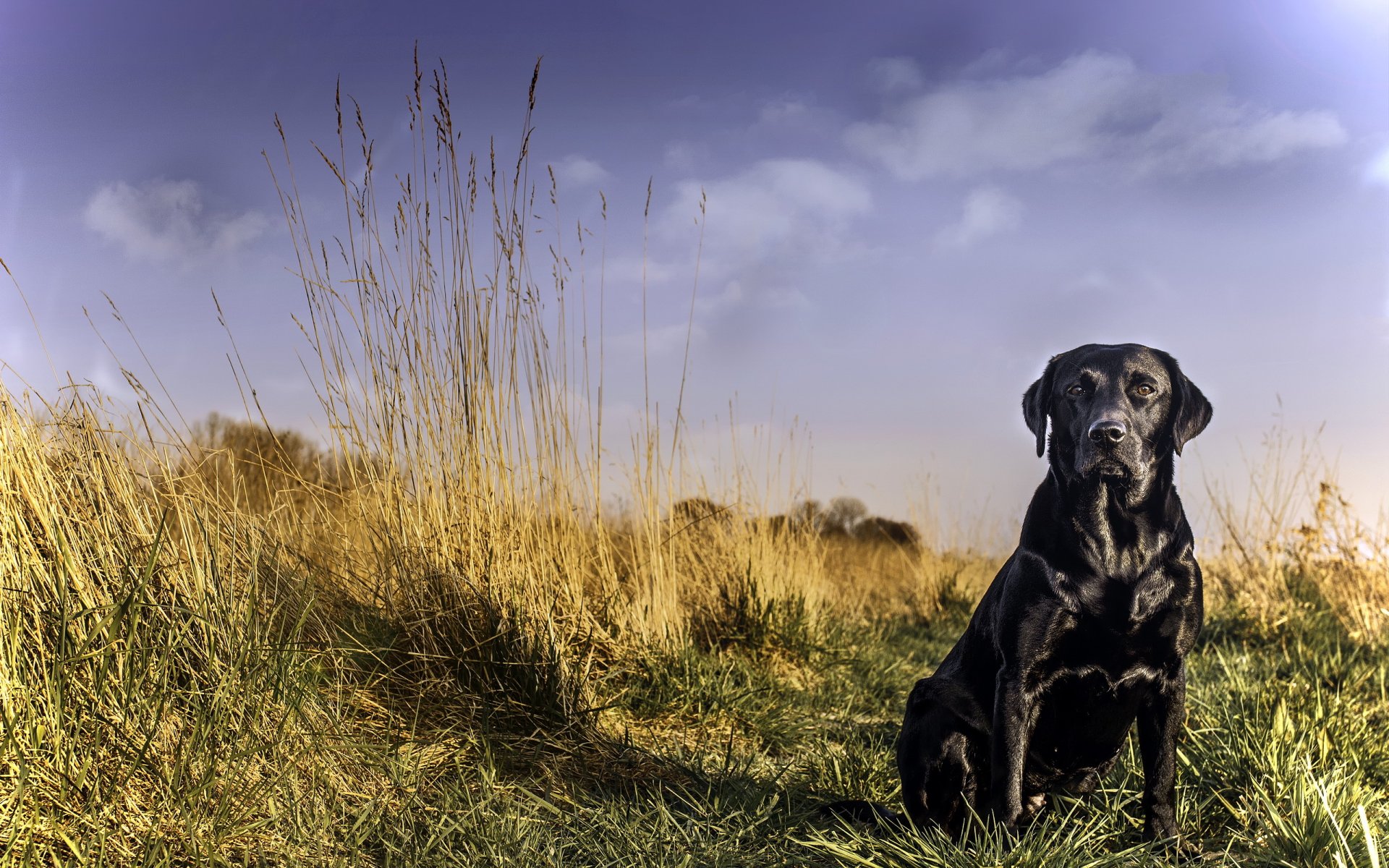 hund blick freund labrador