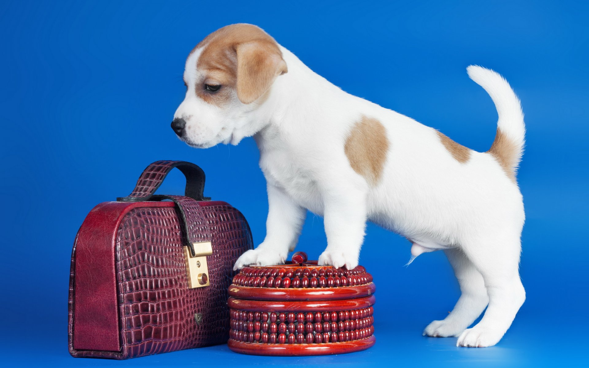 dog puppy handbag