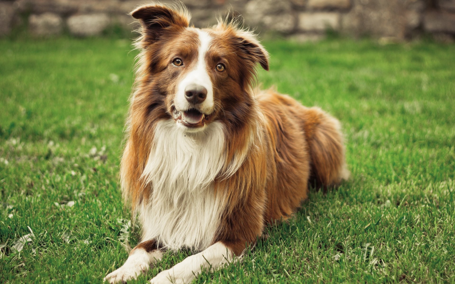 chien herbe été