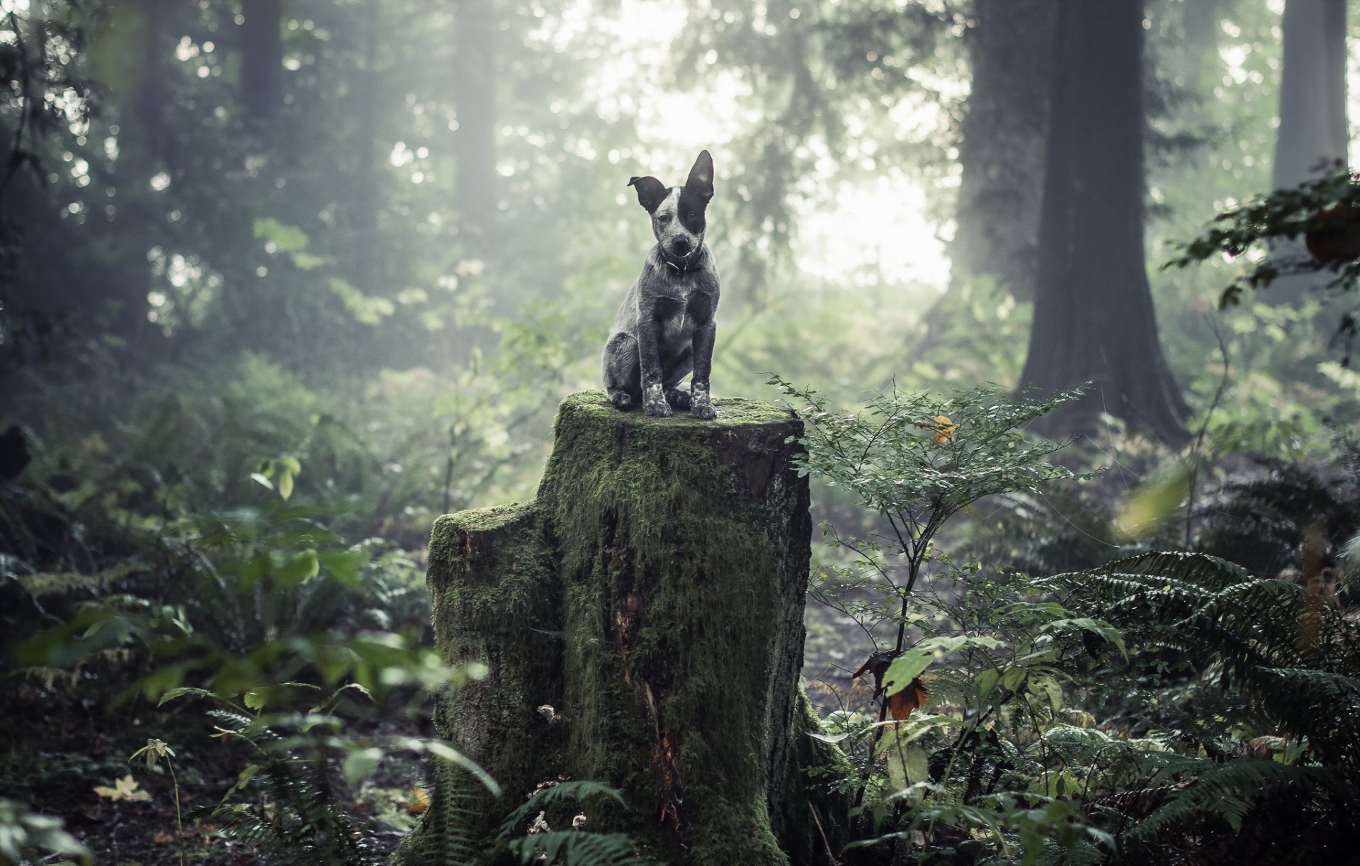 cane sguardo amico foresta