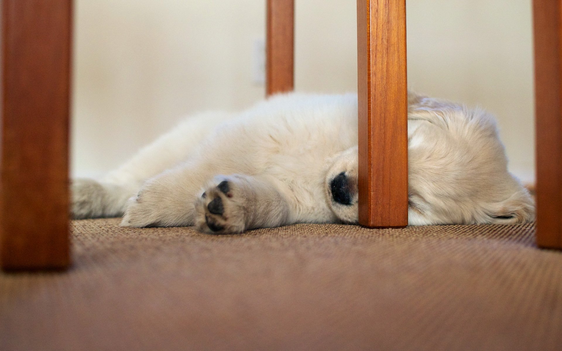 chien maison chaise