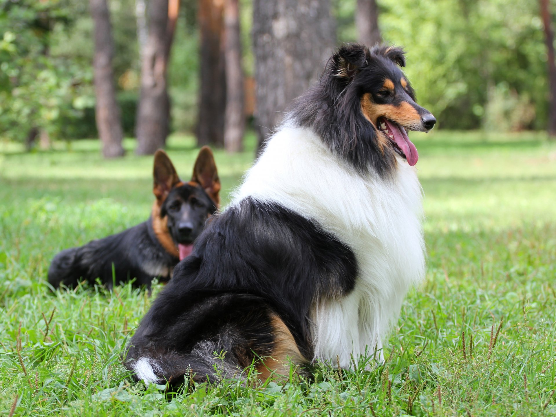 cane collie pastore