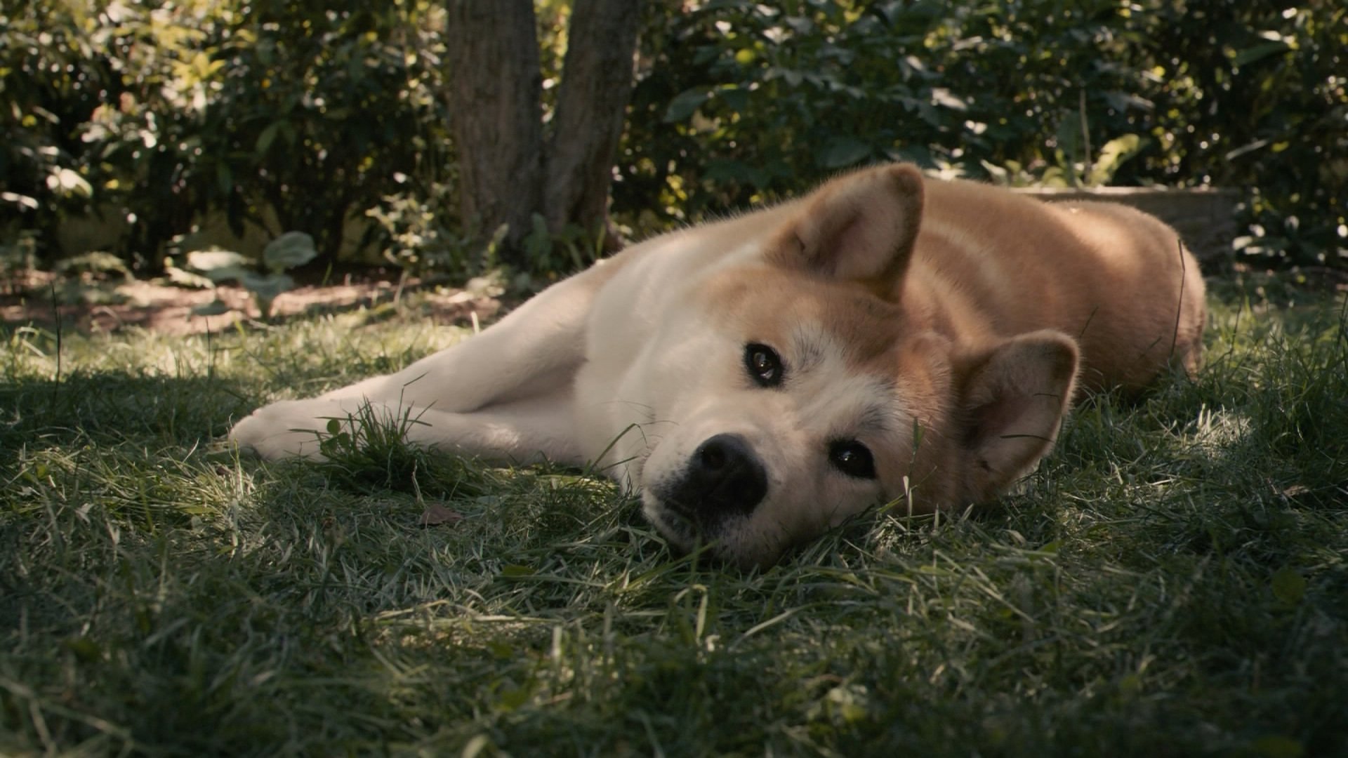 cane hachiko rossa attesa tristezza