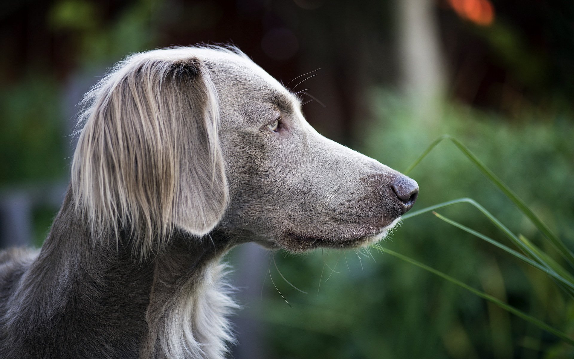 cane sguardo amico