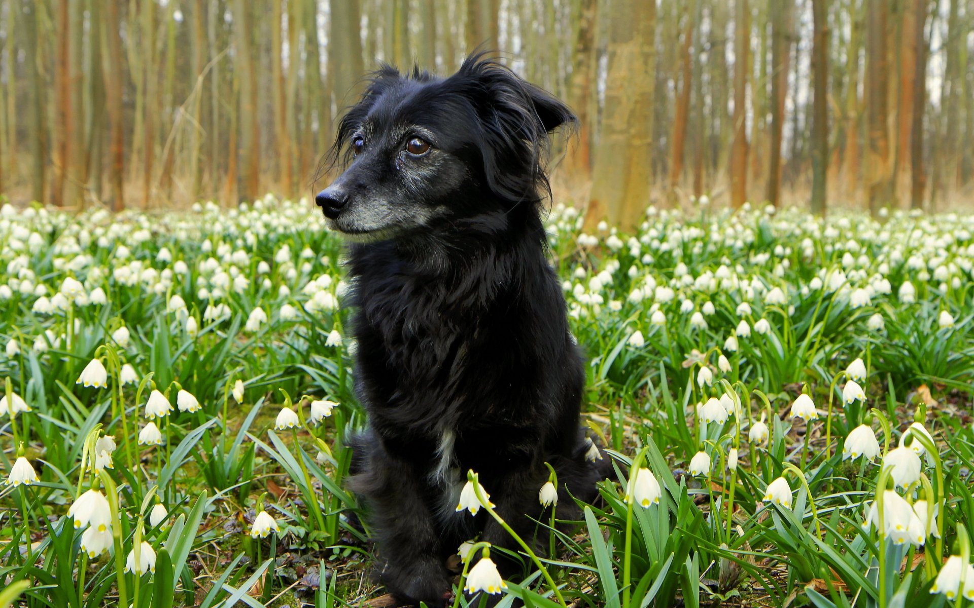 chien fleurs nature