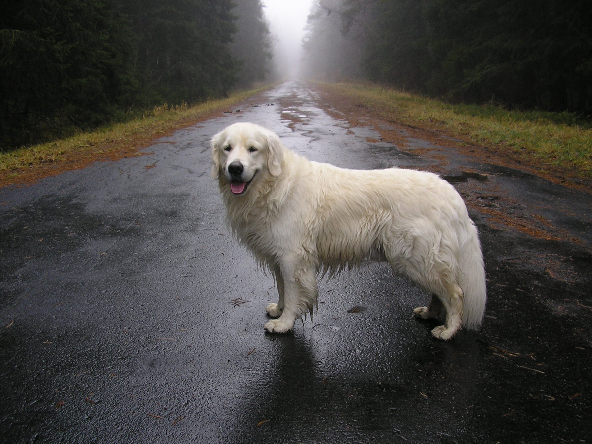 perro lluvia otoño