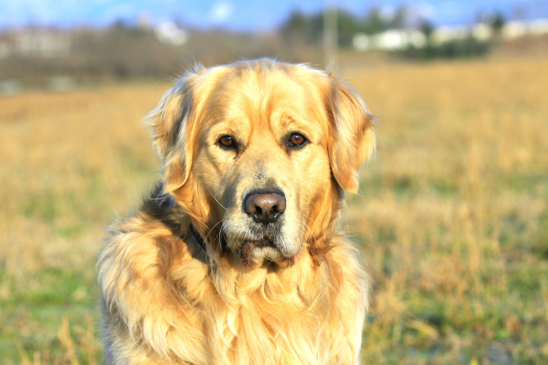 labrador flauschig niedlich vierbeinig freund