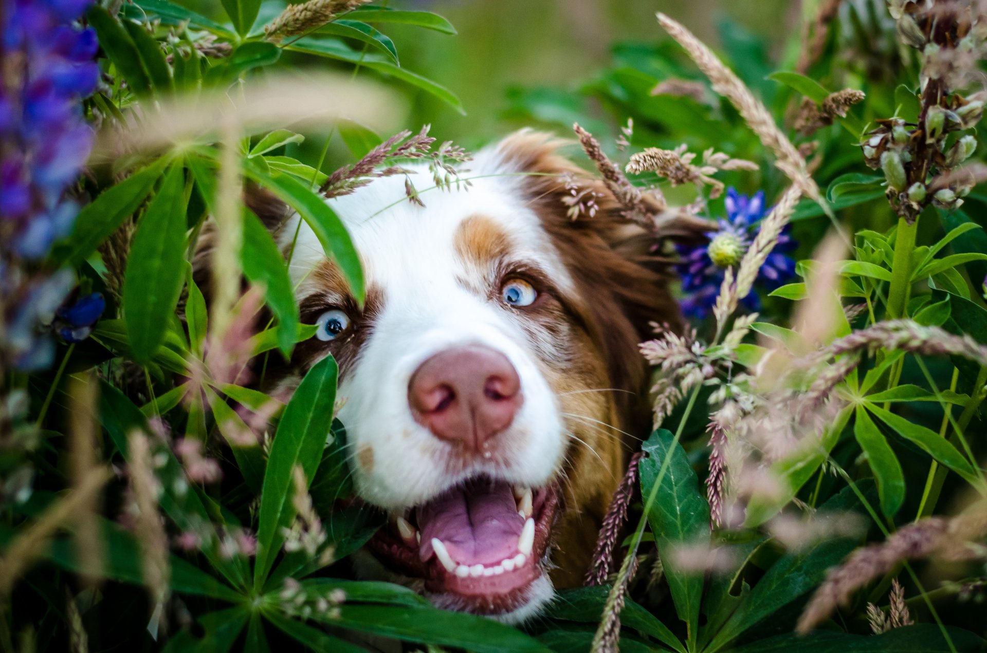 hund schnauze nase blick blumen blätter