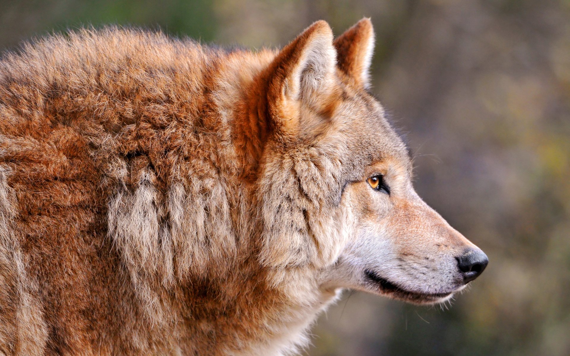 wolf rote hunde