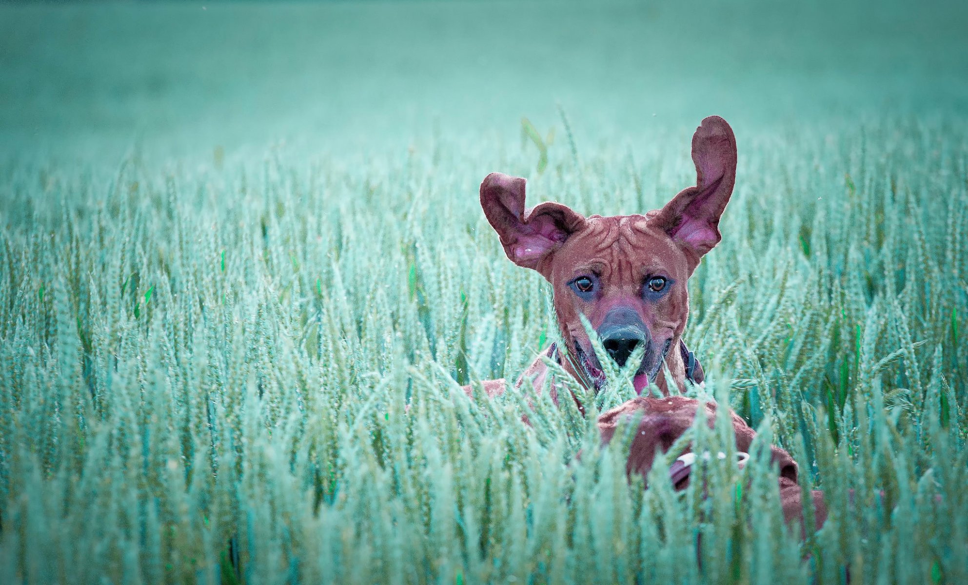 correre orecchie cane nel campo