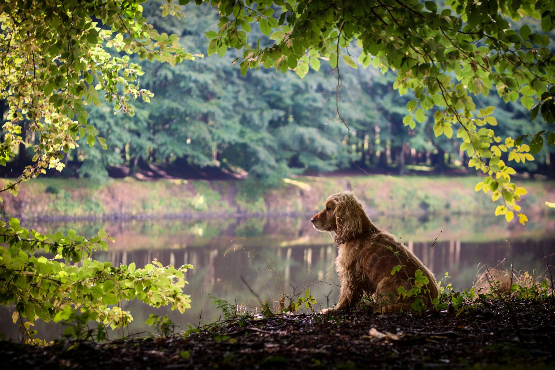 dog nature branches leave