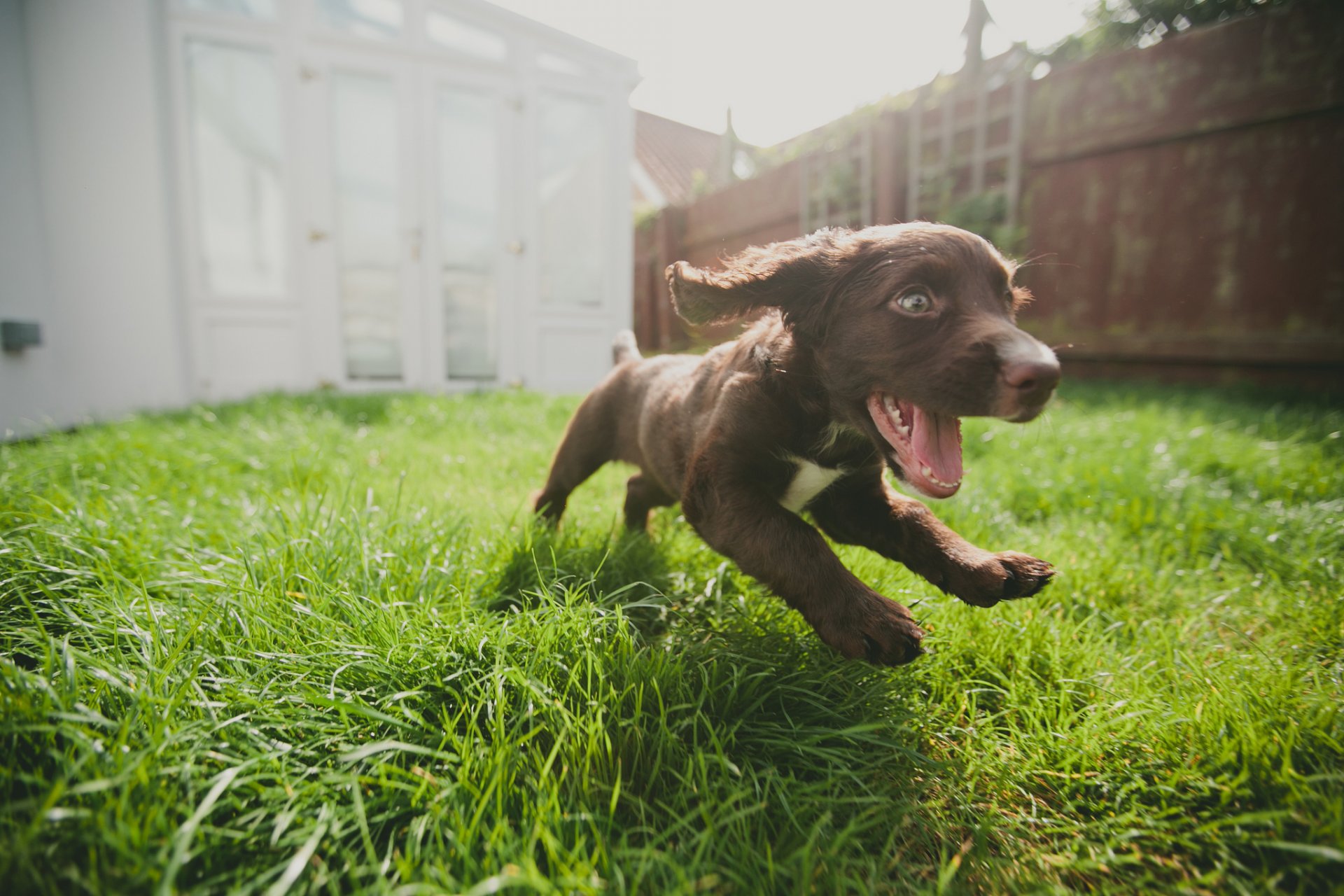 chien chiot courir joie herbe