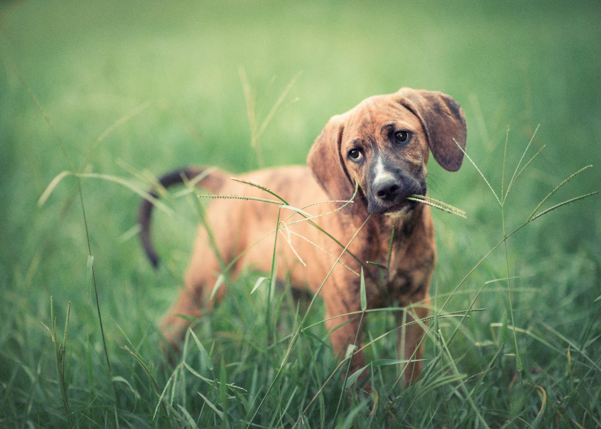 vue ami oreilles brin d herbe chien