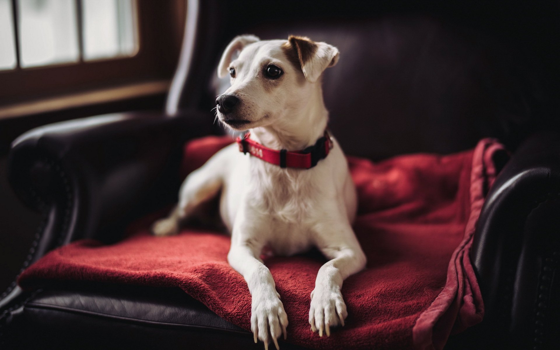 hund blick freund