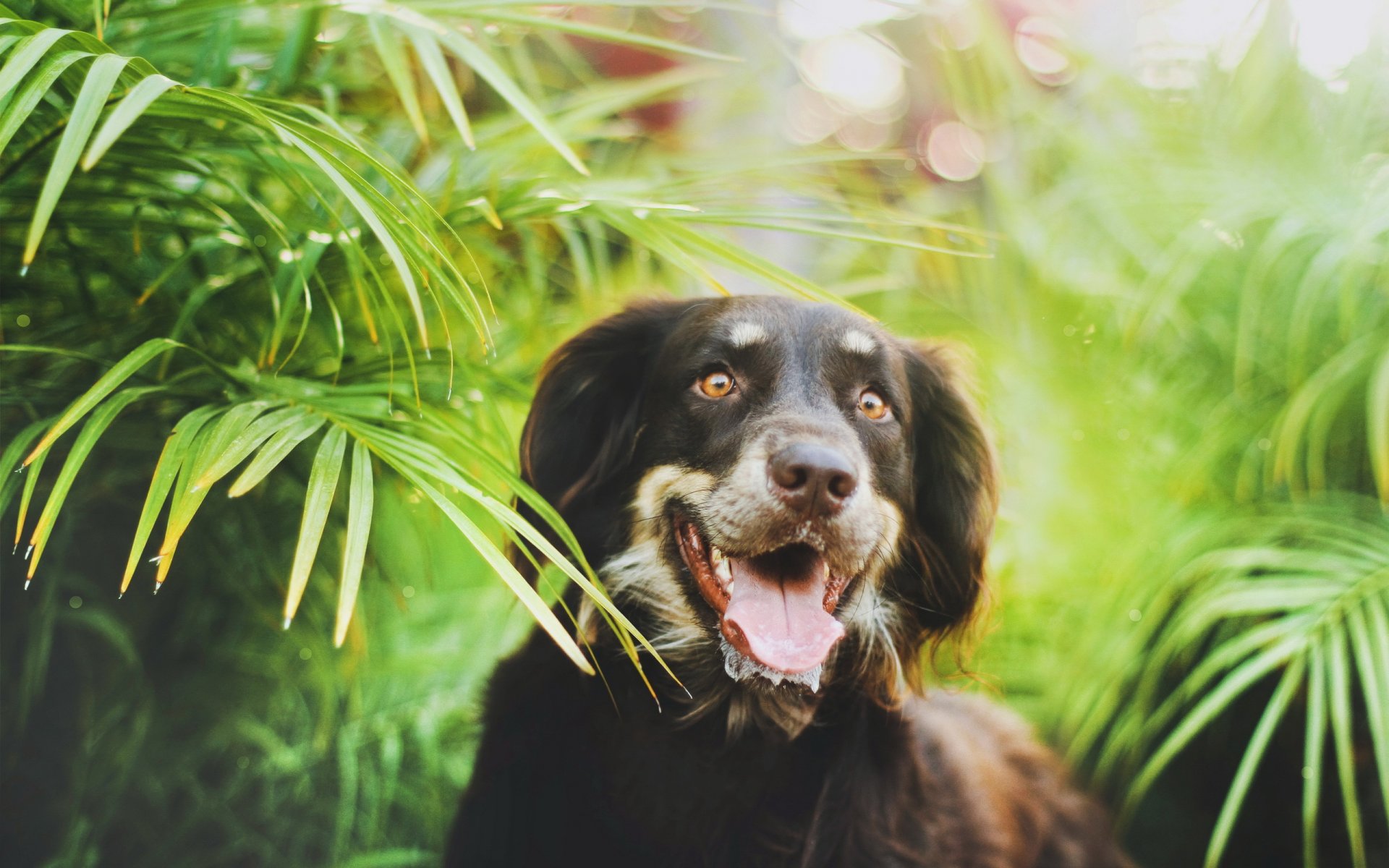 hund blick hintergrund