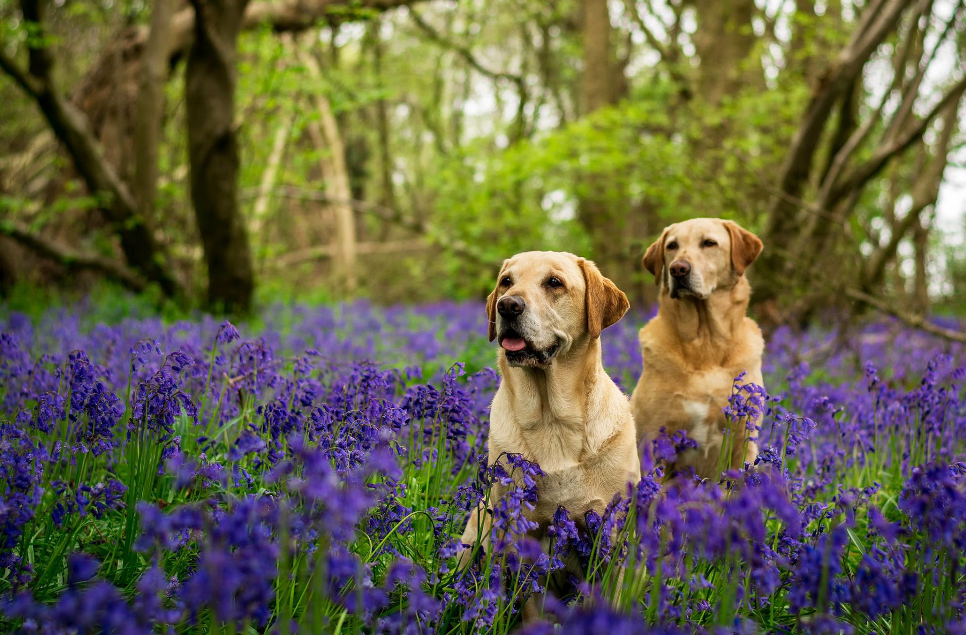 labrador cani due foresta alberi fiori campane