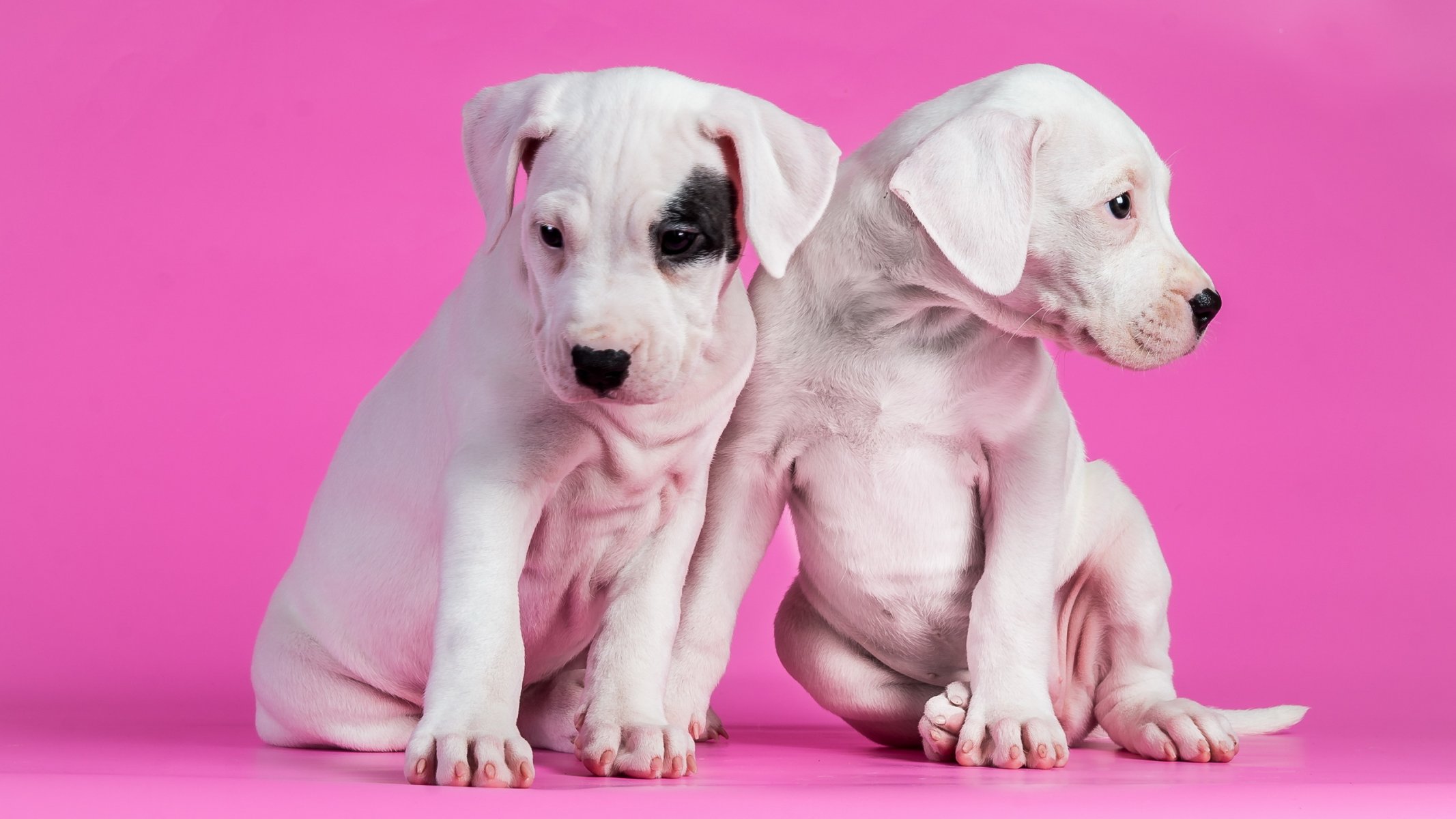 perros cachorros fondo