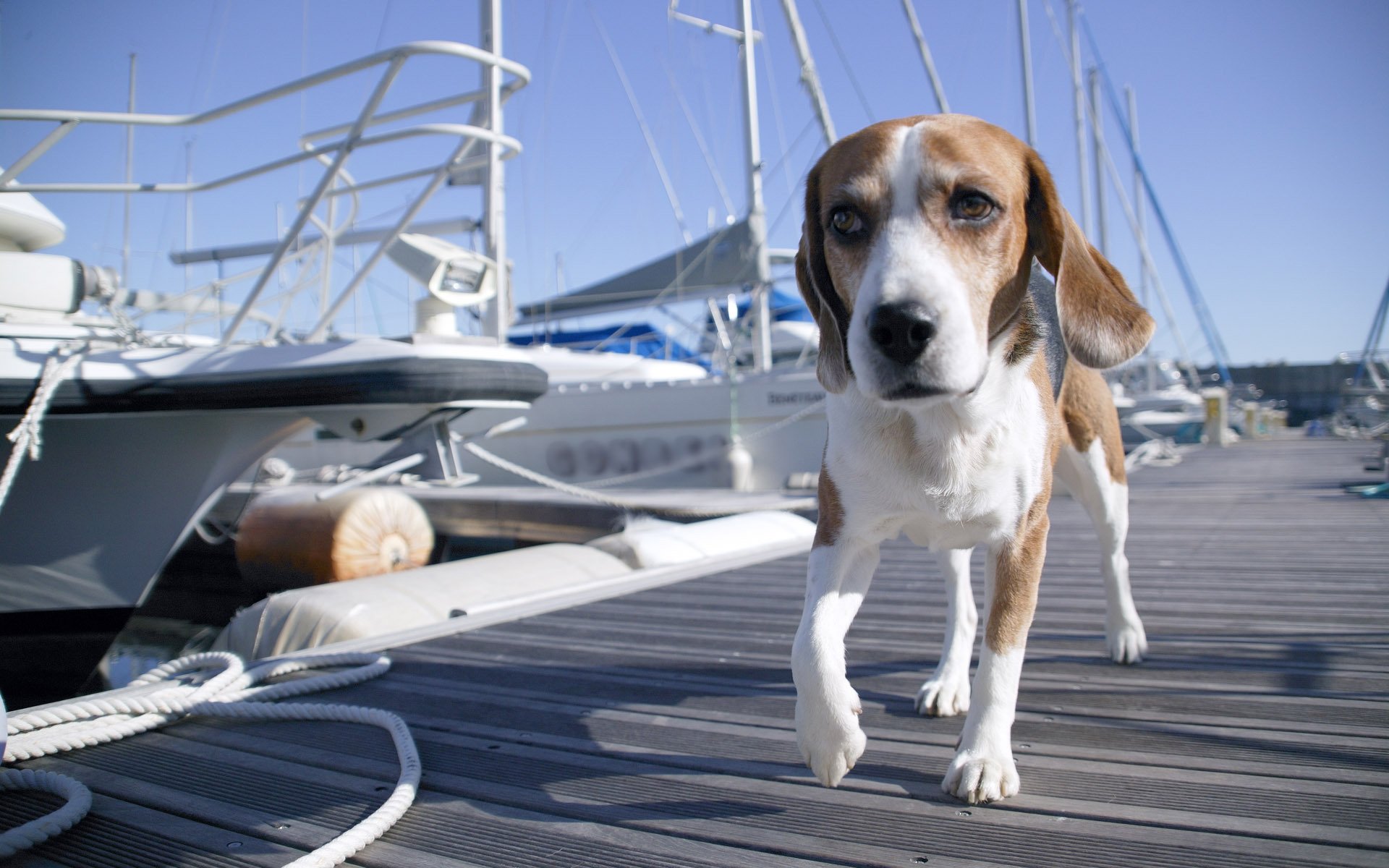 pier hund liegeplatz boot boot yacht