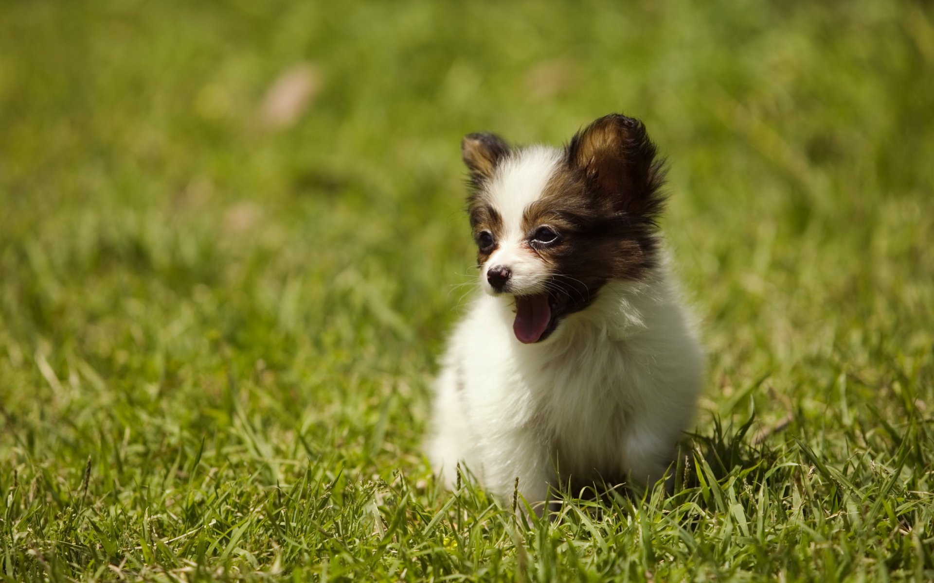 chien chiot été herbe