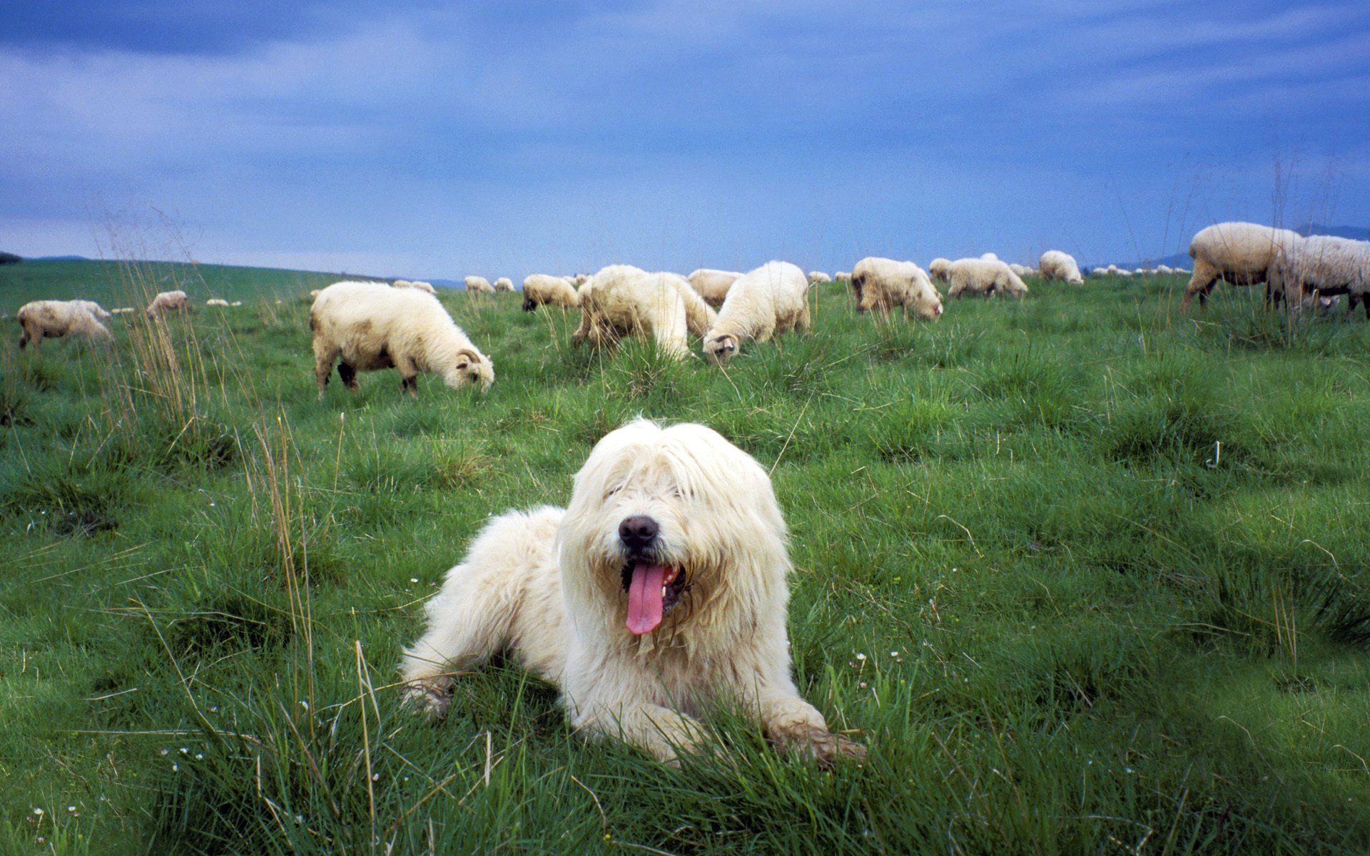 heepdog dog polish lowland sheepdog pasture sheep