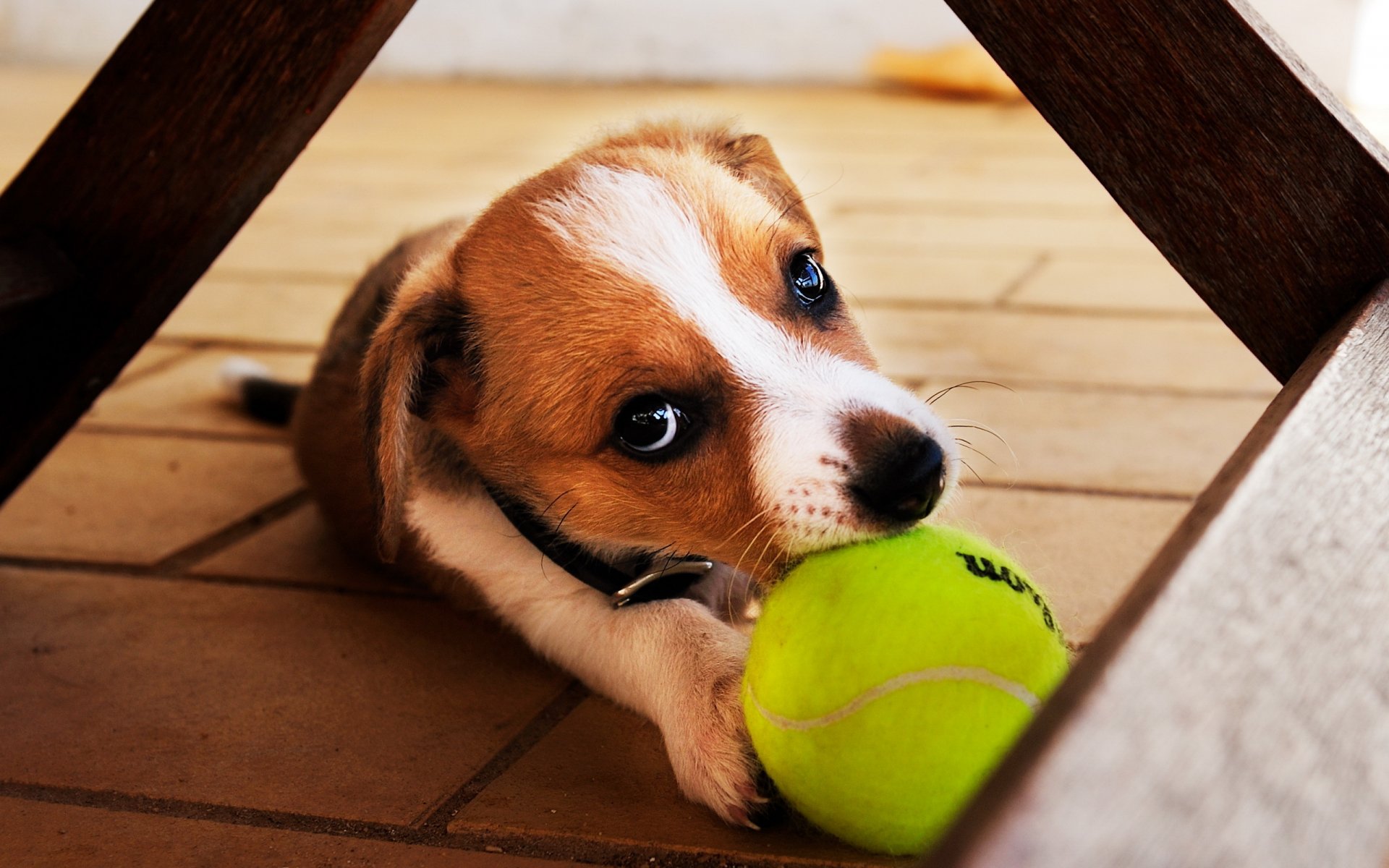 perro cachorro pelota