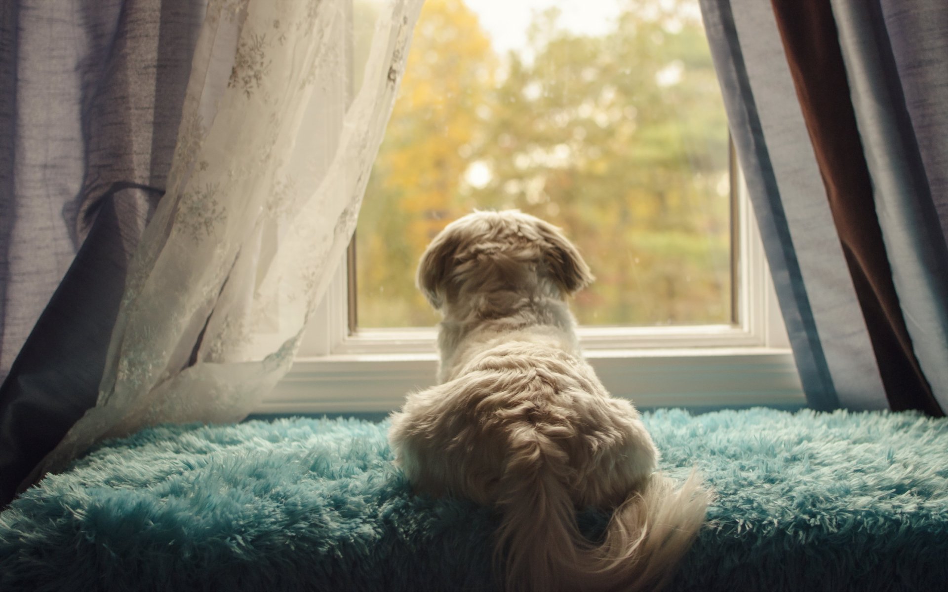 hund blick freund fenster