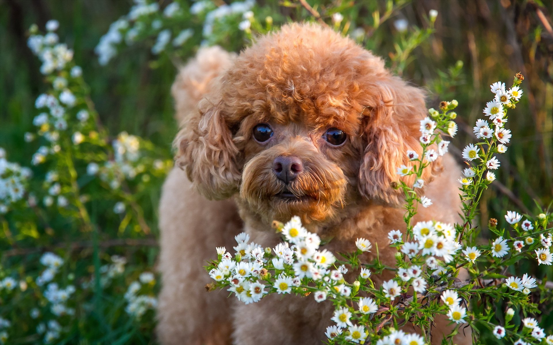 hund blick freund blumen